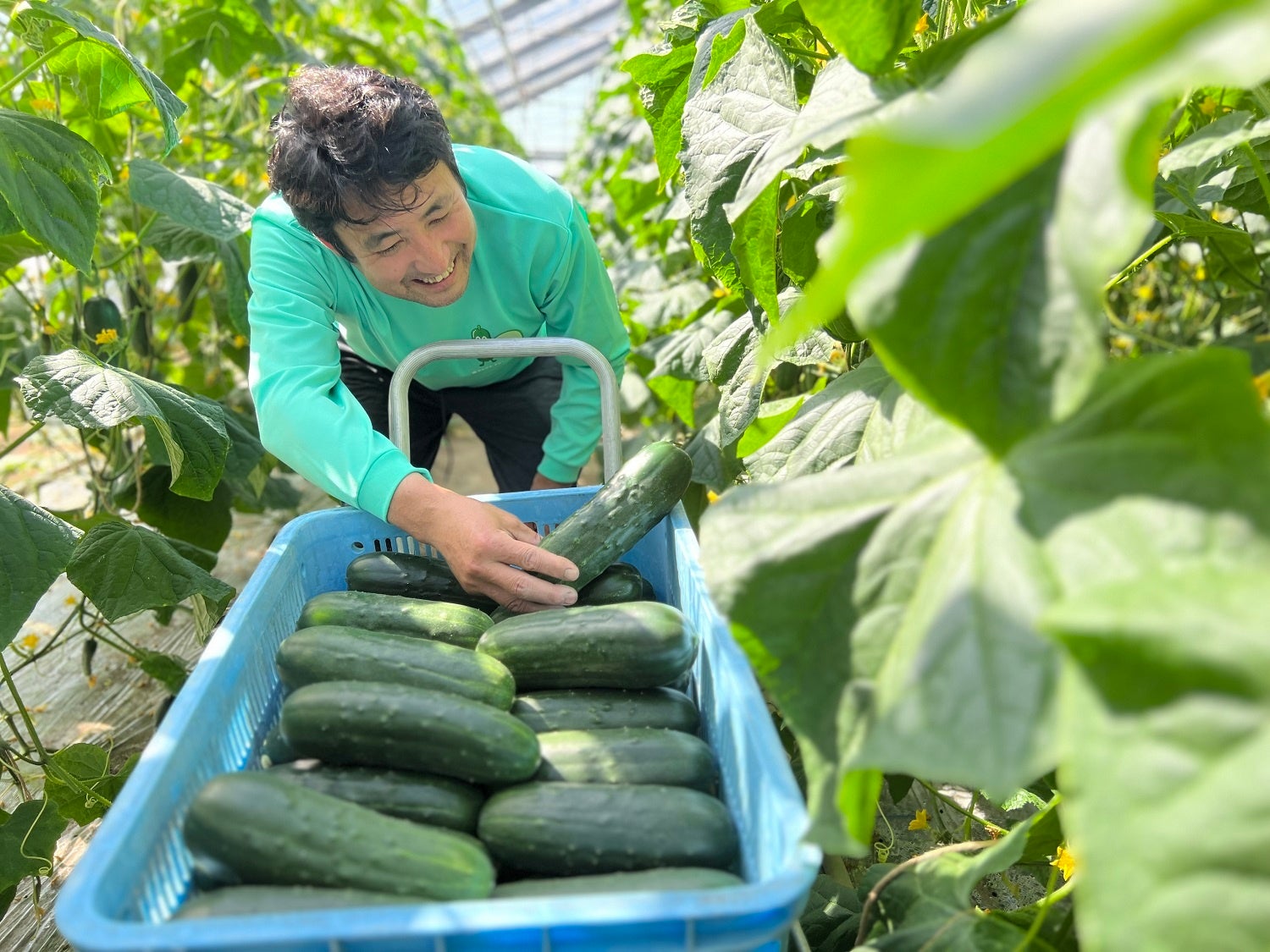 2023年 加賀太きゅうり初出荷