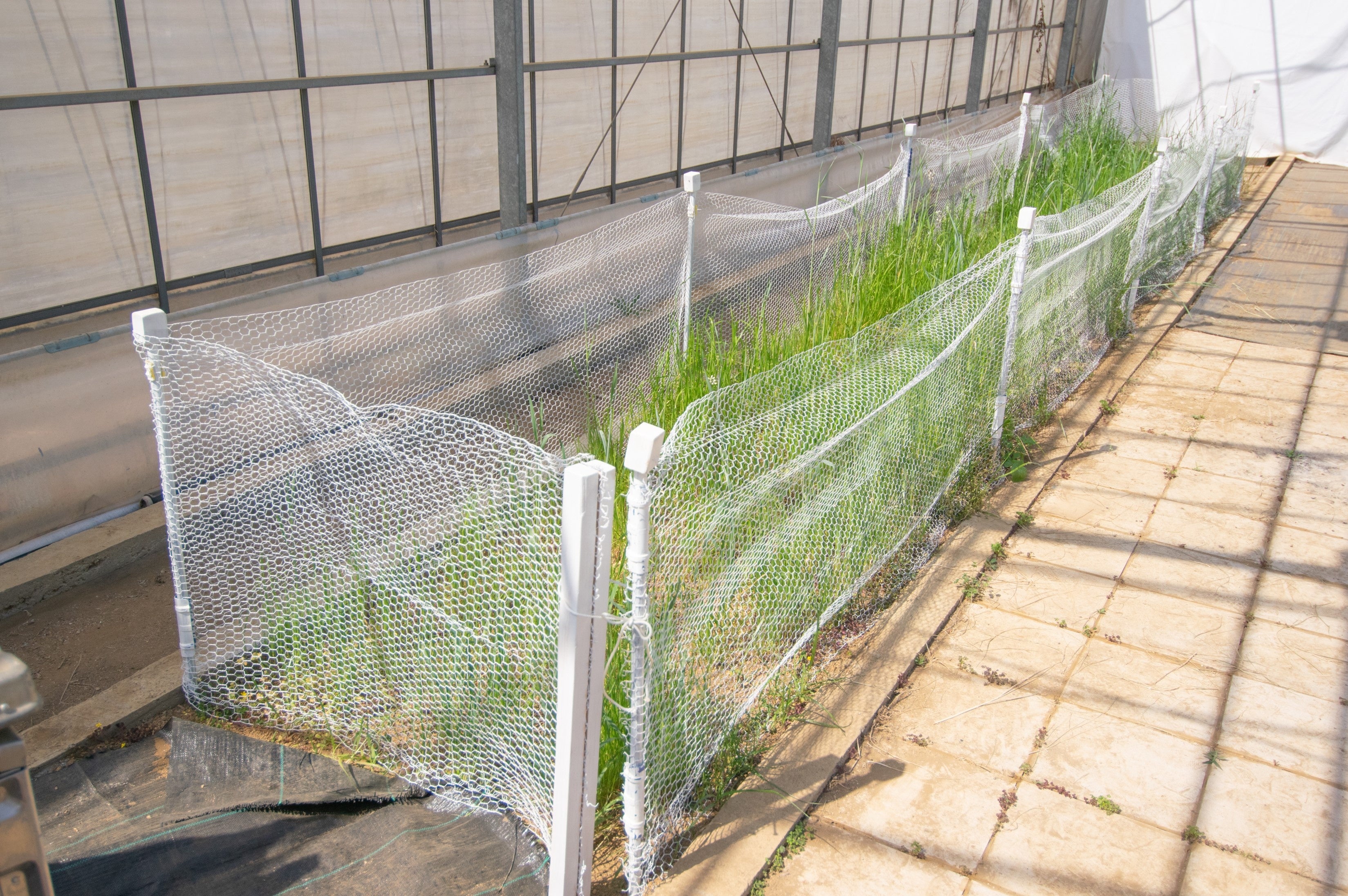 牧草の生い茂ったハウス内のランエリア