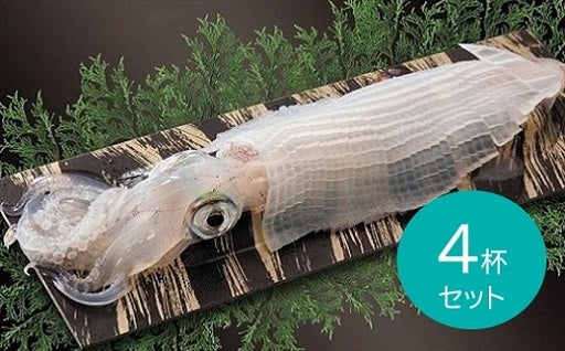 人気の返礼品：CAS冷凍　呼子のイカ