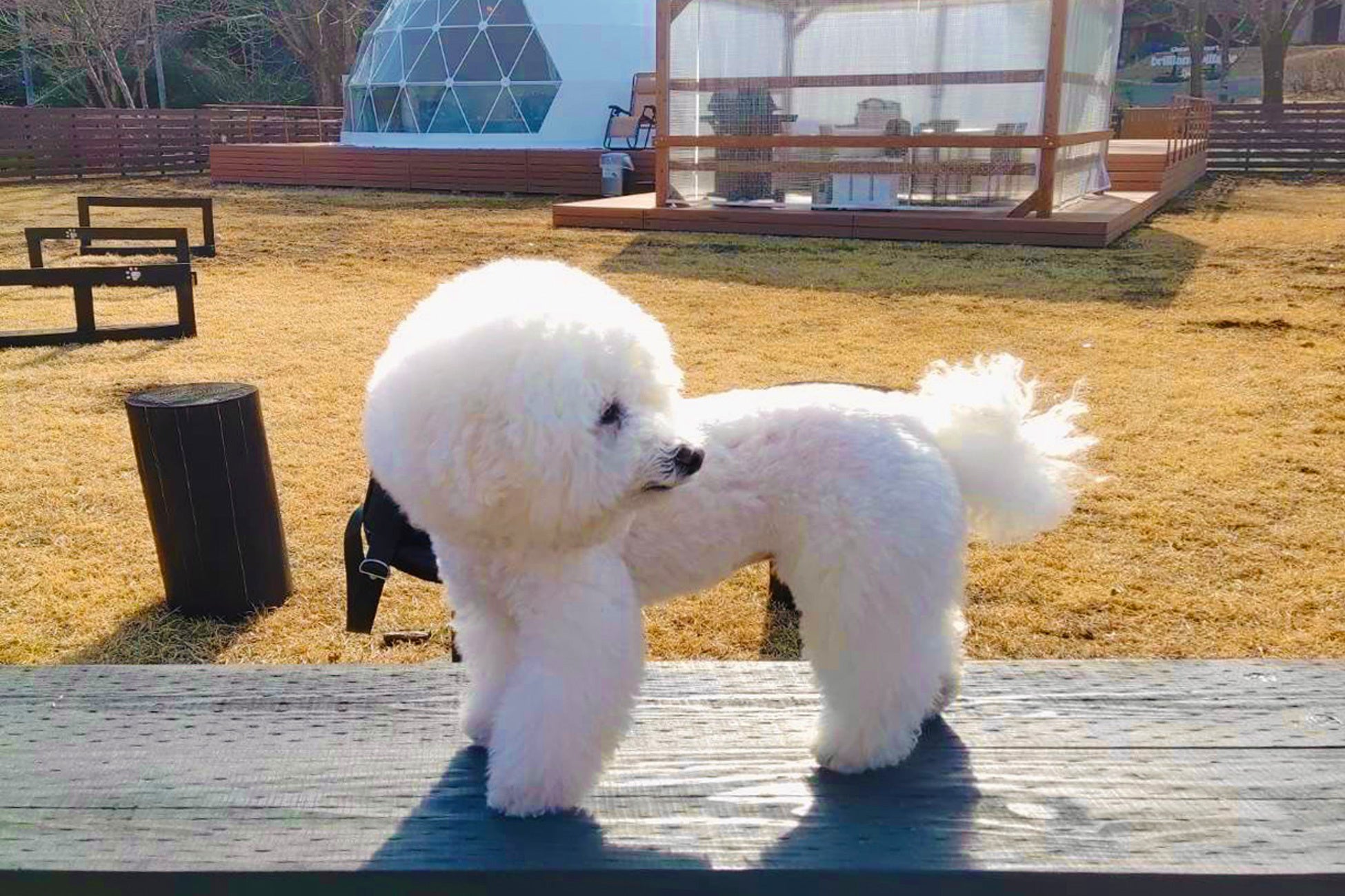 グランピング×お花見×ドッグラン～ブリリアントヴィレッジ日光