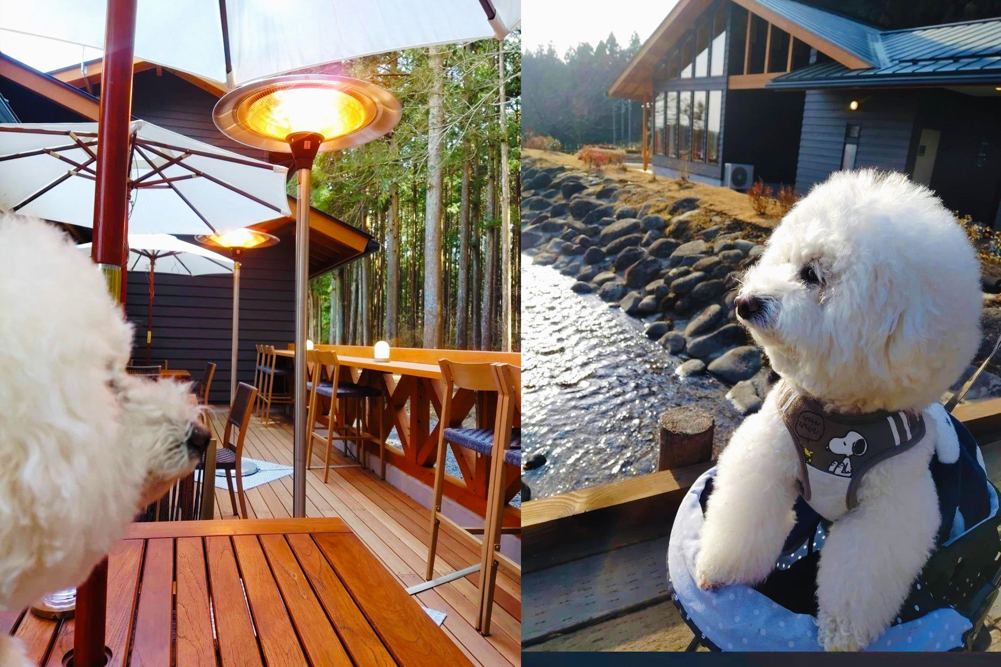 グランピング×お花見×ドッグラン～ブリリアントヴィレッジ日光