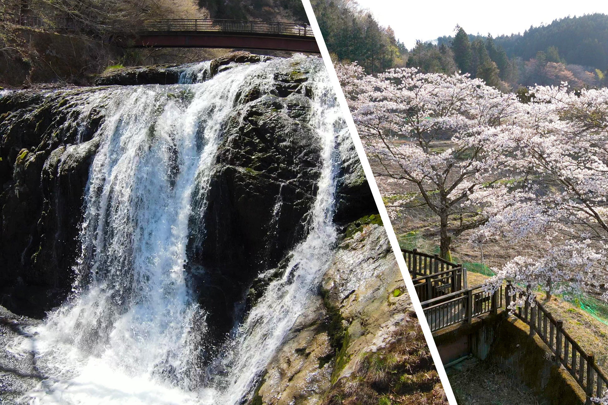 不動滝と桜