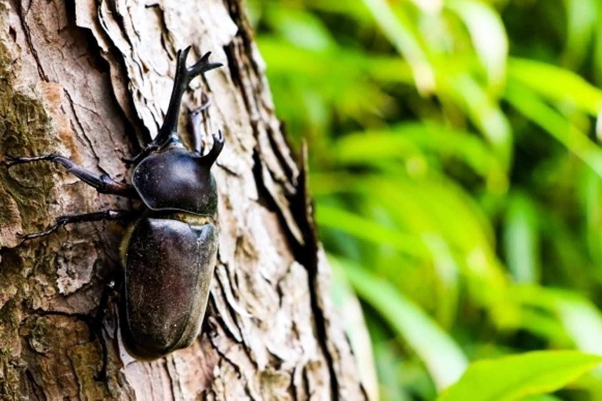 澄んだ空気と大自然のサウンド