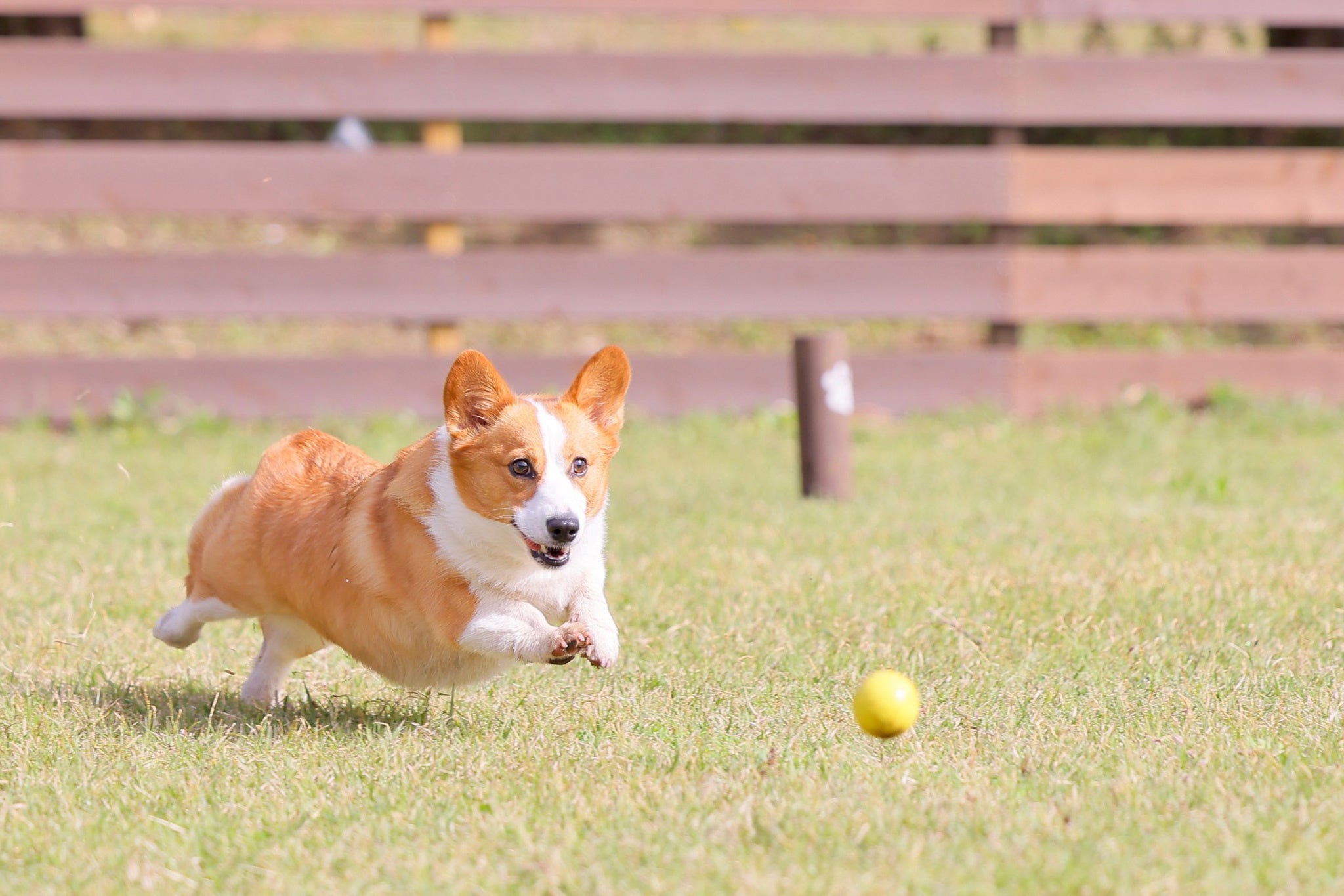 プライベートドッグラン付きプラン