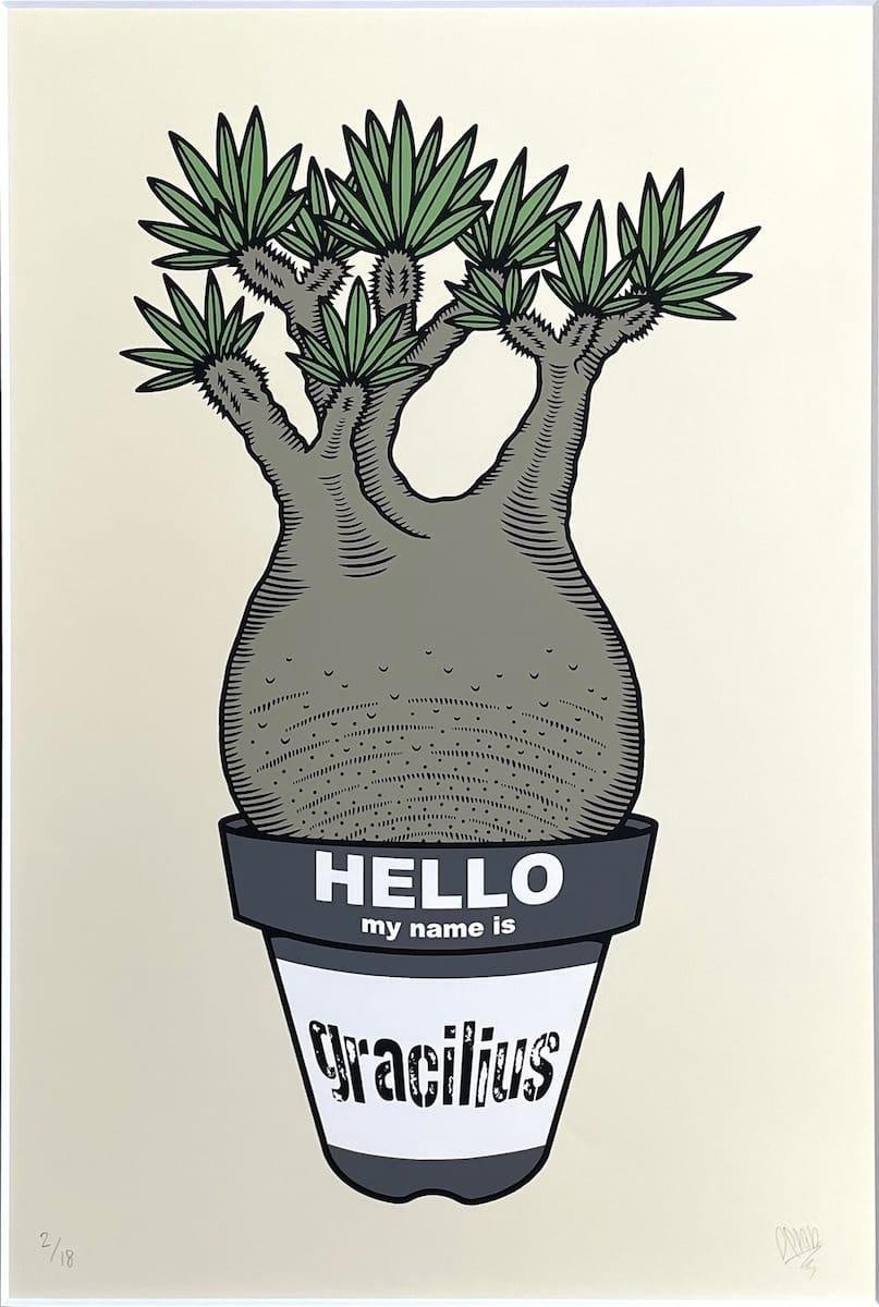 12月2日より、大人気のアガベやコーデックスの展示販売イベント