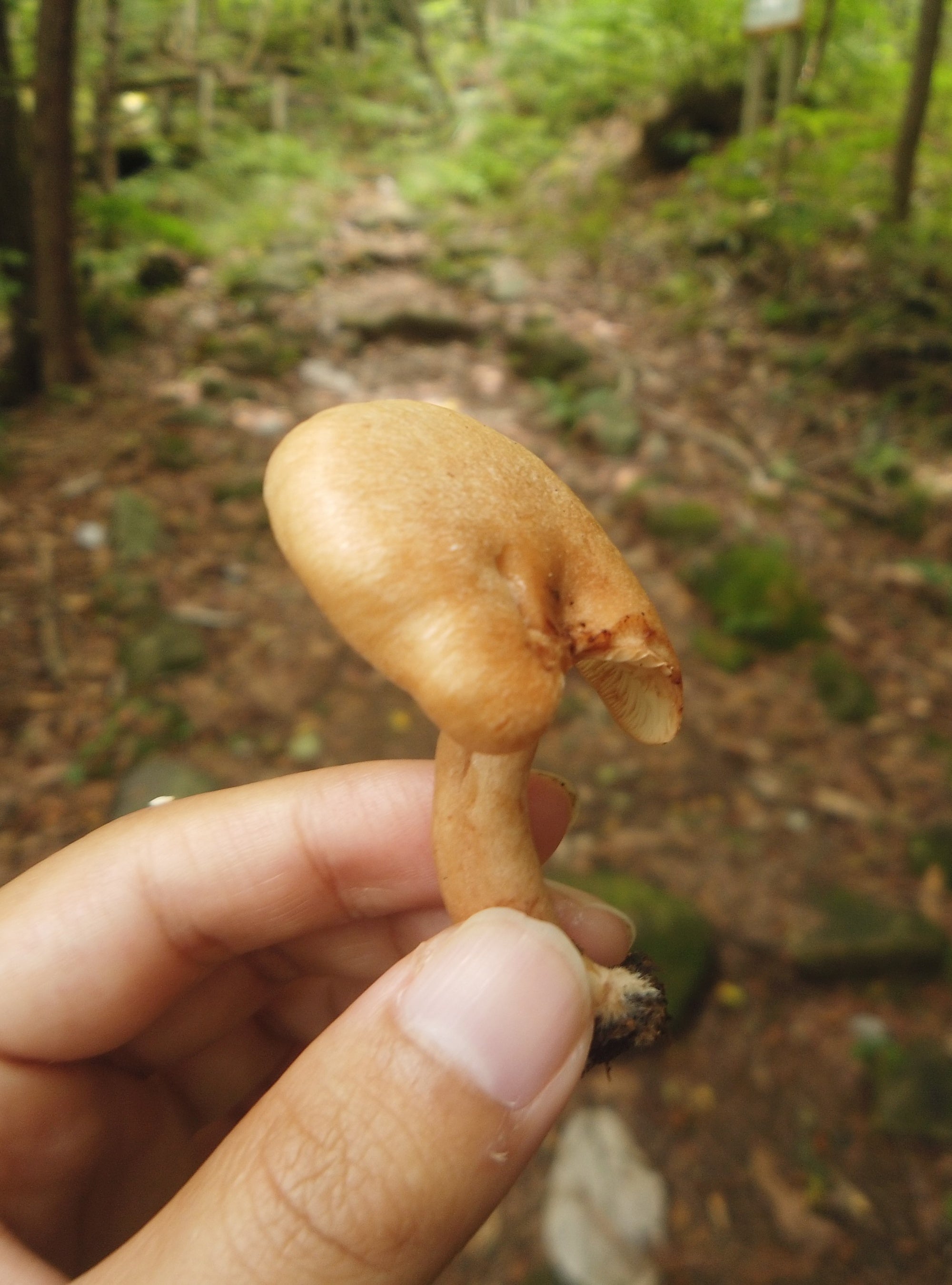 二ッ森山で見られる植物たち2