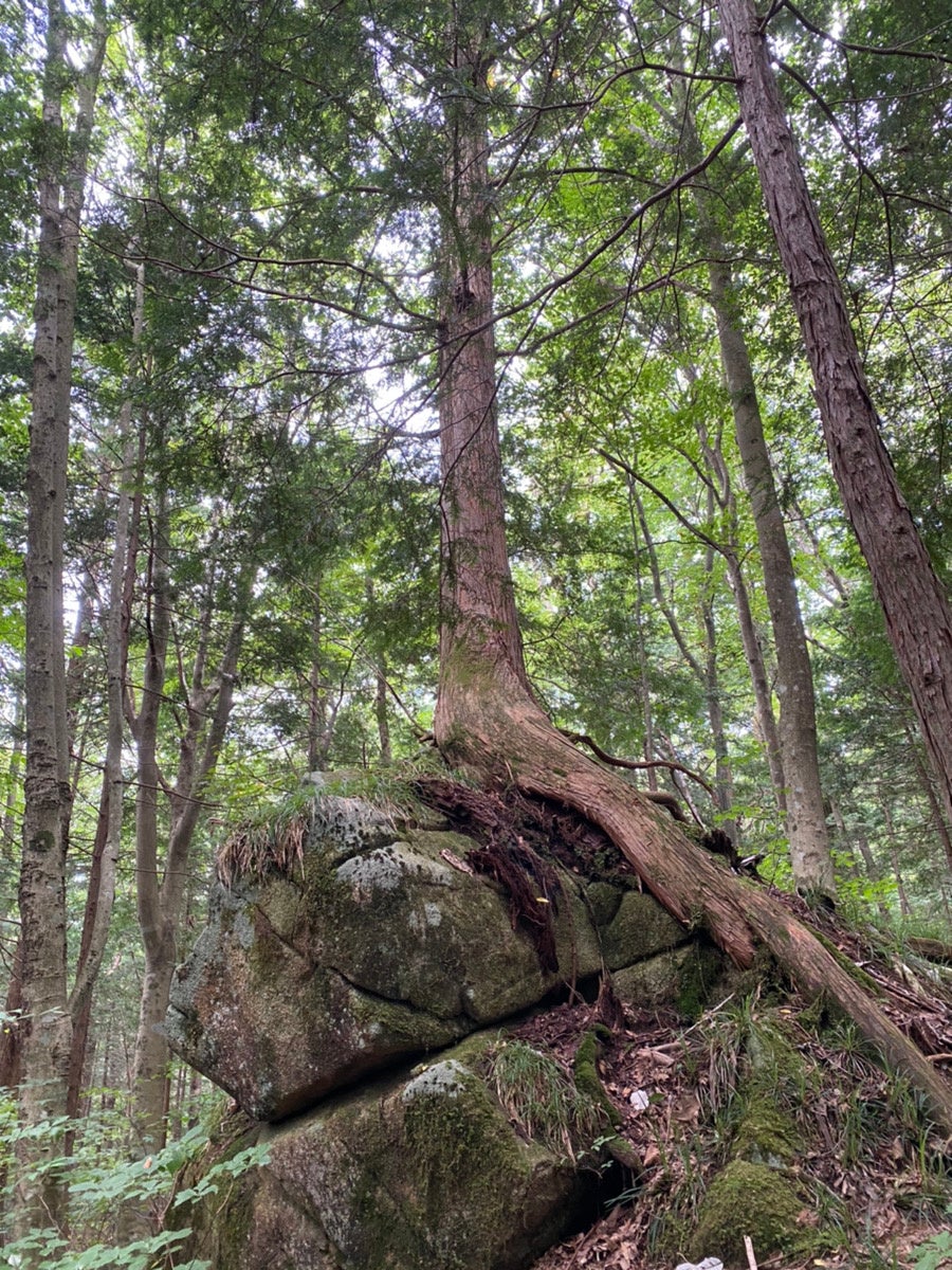 二ッ森山で見られる植物たち3