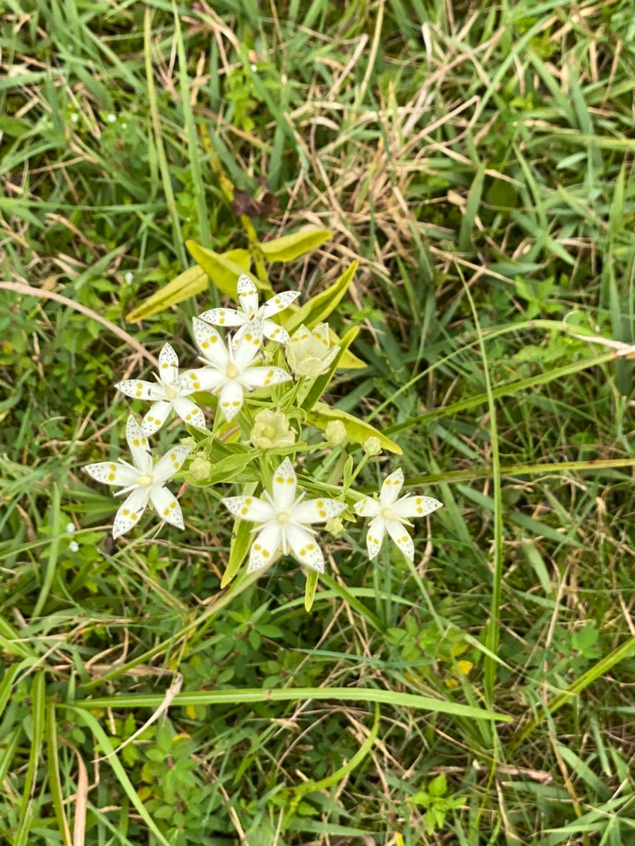 二ッ森山で見られる植物たち1