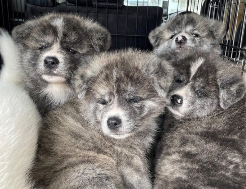 秋田県で発生した記録的大雨に伴う災害復興支援のための「秋田犬NFT 秋田県で発生した記録的大雨に伴う災害復興支援のための「秋田犬NFT