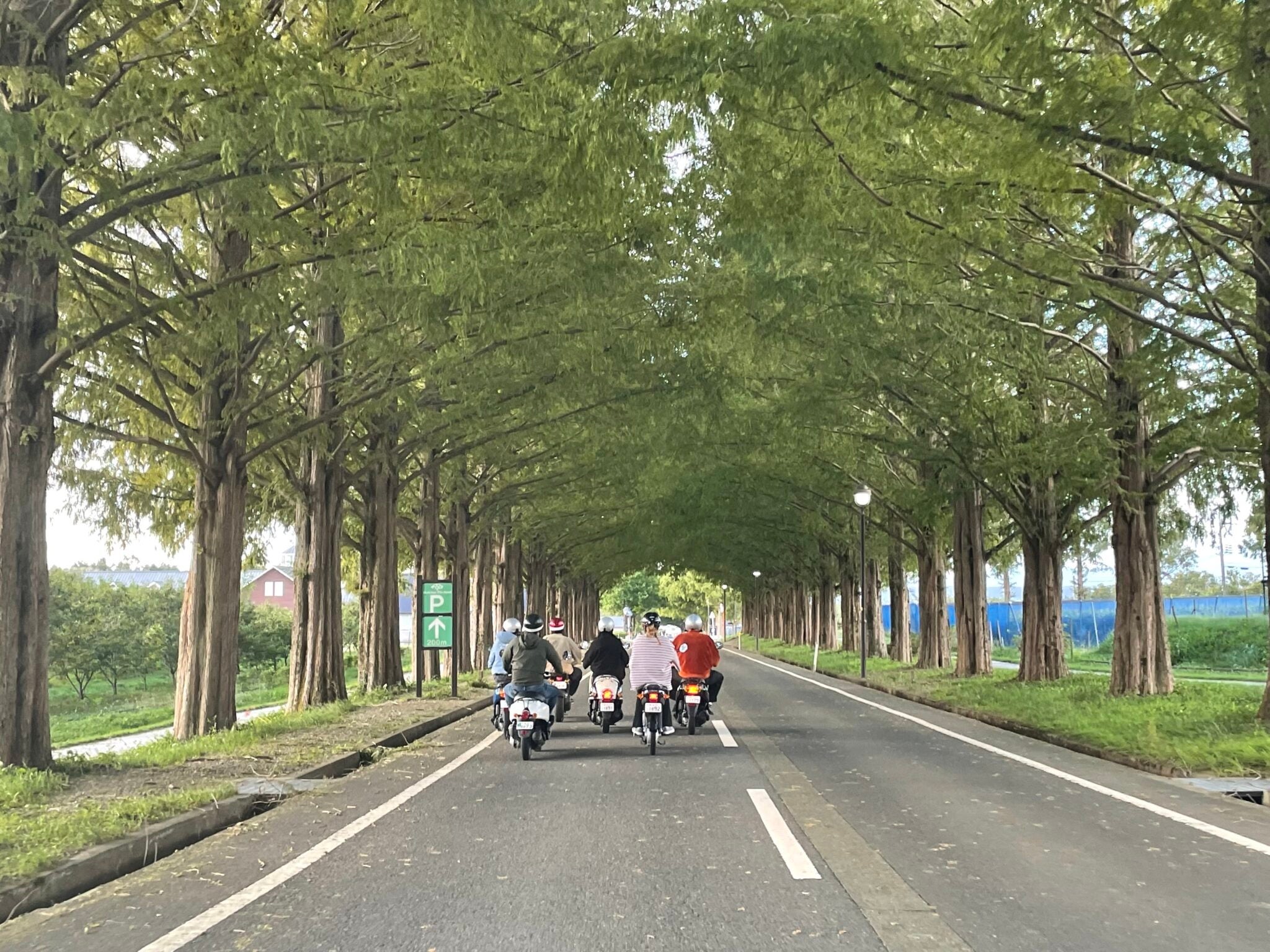 メタセコイア並木ツーリング