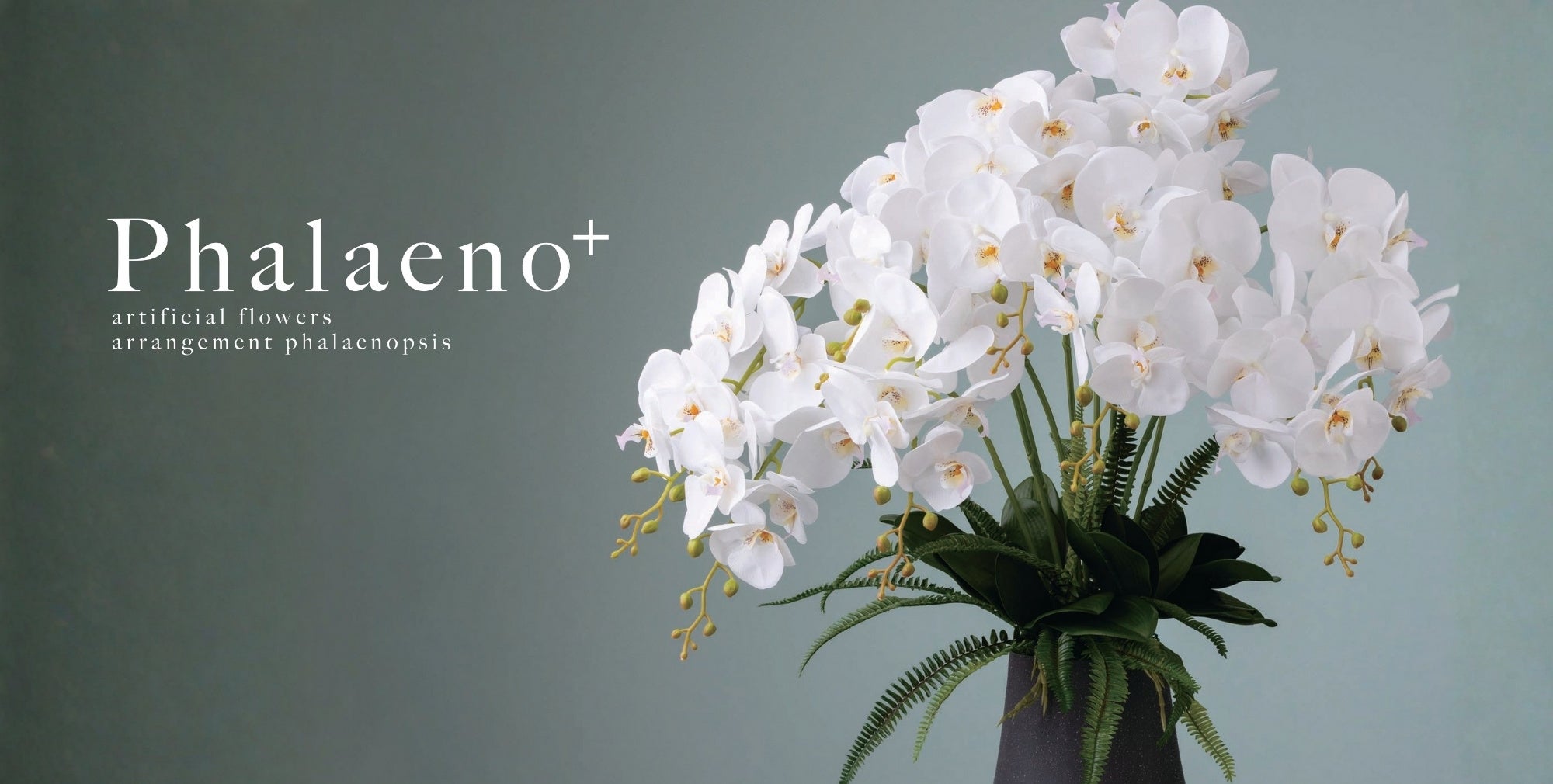 美しく咲き誇る上品な胡蝶蘭の新しいかたち『Phalaeno＋』 | 株式会社