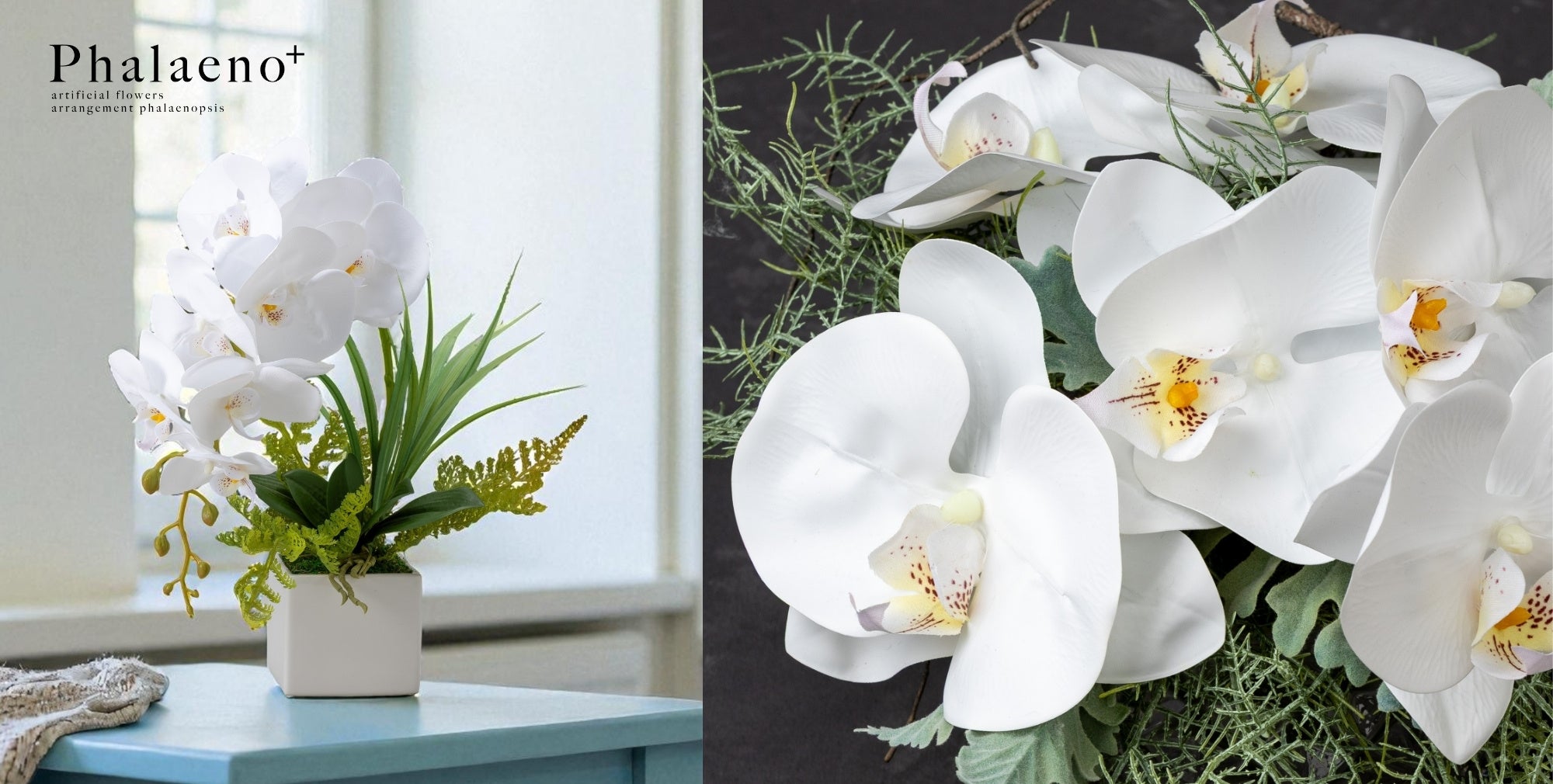 美しく咲き誇る上品な胡蝶蘭の新しいかたち『Phalaeno＋』 | 株式会社