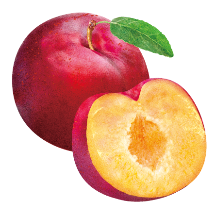 長野県産プラム（イメージイラスト）