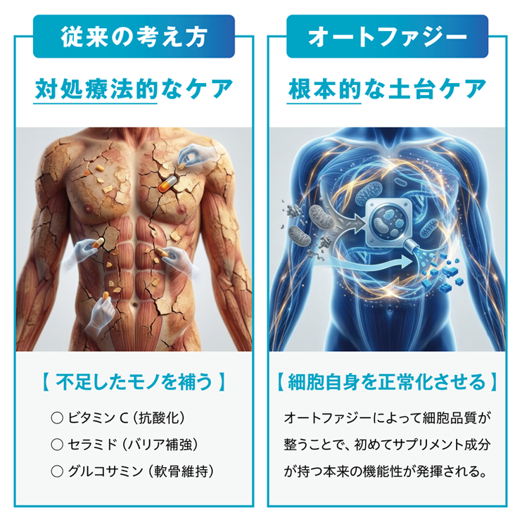 【研究成果】オートファジー研究を健康食品開発へ応用。東洋発酵、独自原料3種におけるオートファジープロセス促進を細胞試験で確認