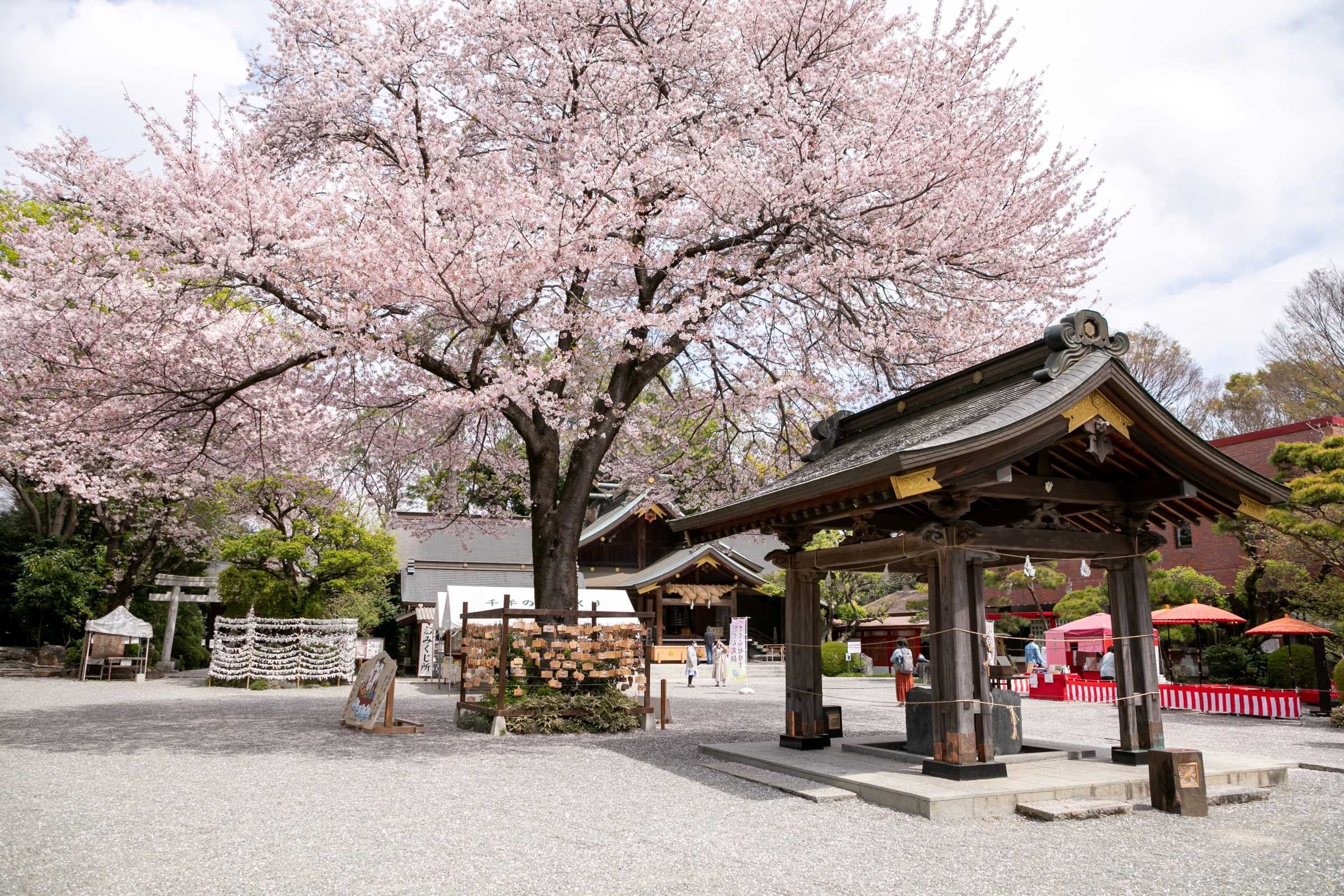 昨年の桜の様子