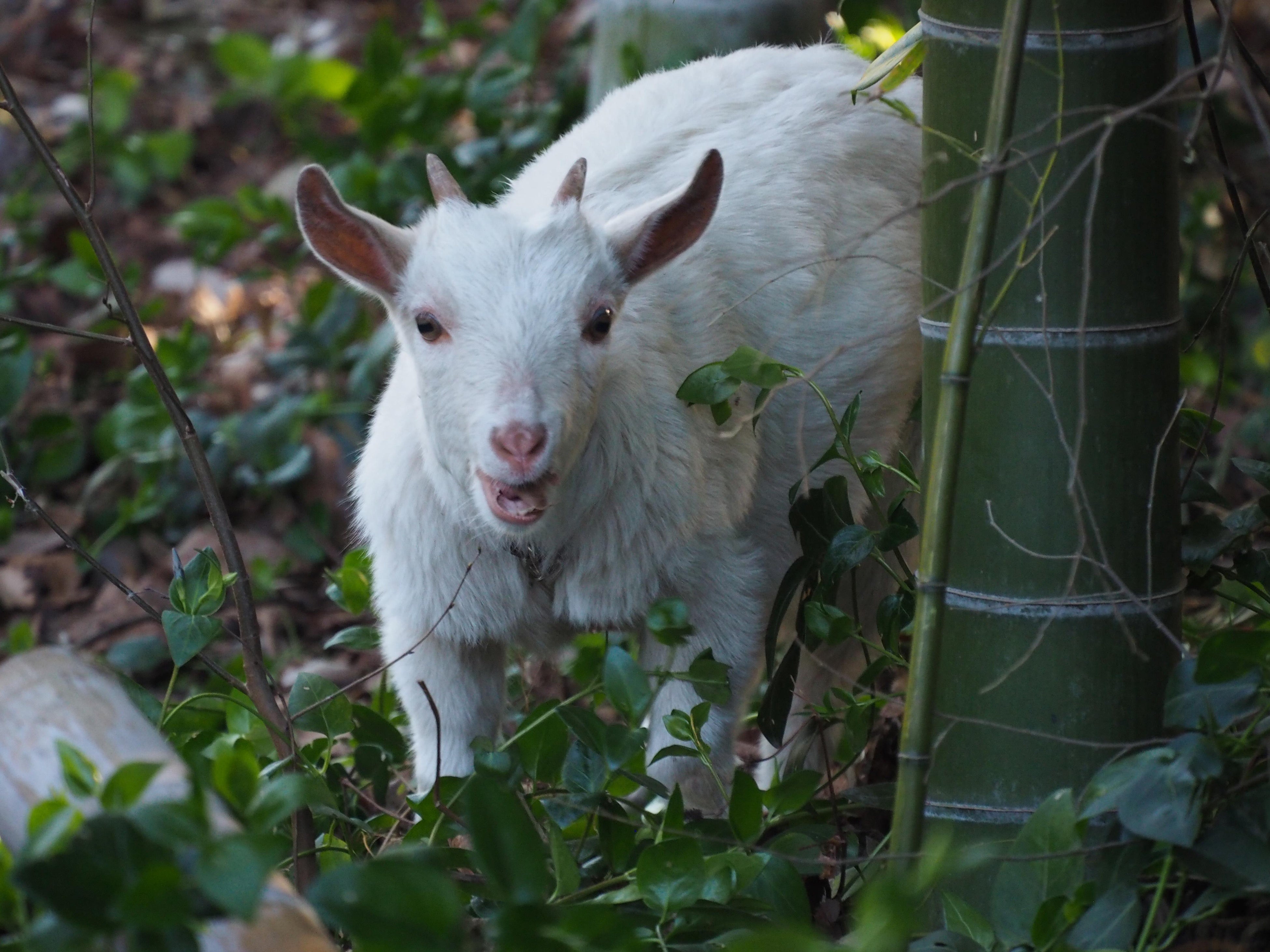 出雲大社相模分祠第1回写真コンテスト　インスタ部門優秀賞「ヤギのモモもお出迎え」