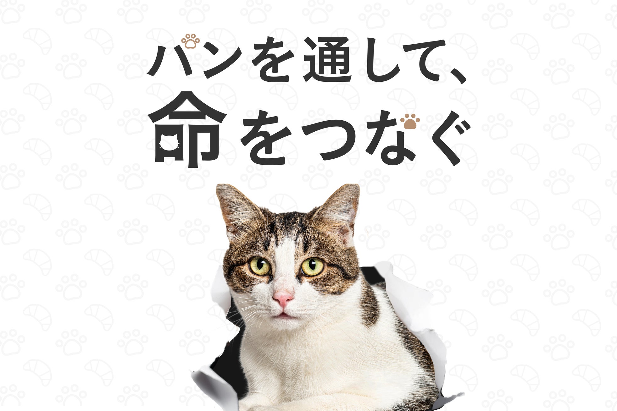 【Te cor gentil イベント情報】“ パンを通して、命をつなぐ ” ── 保護猫譲渡会 × ヴィーガンマルシェ、開催決定