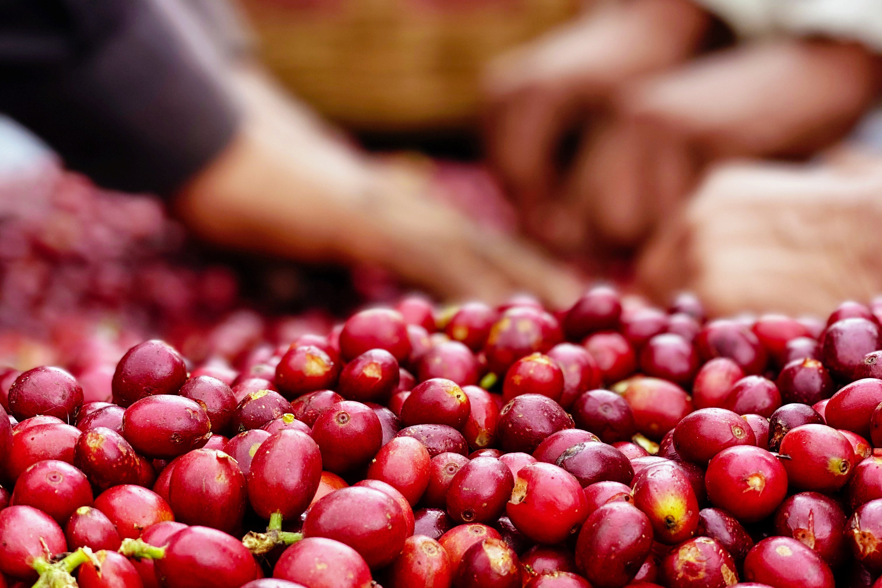 2023年3月 最先端の「甘み」をたのしむ銘柄セット