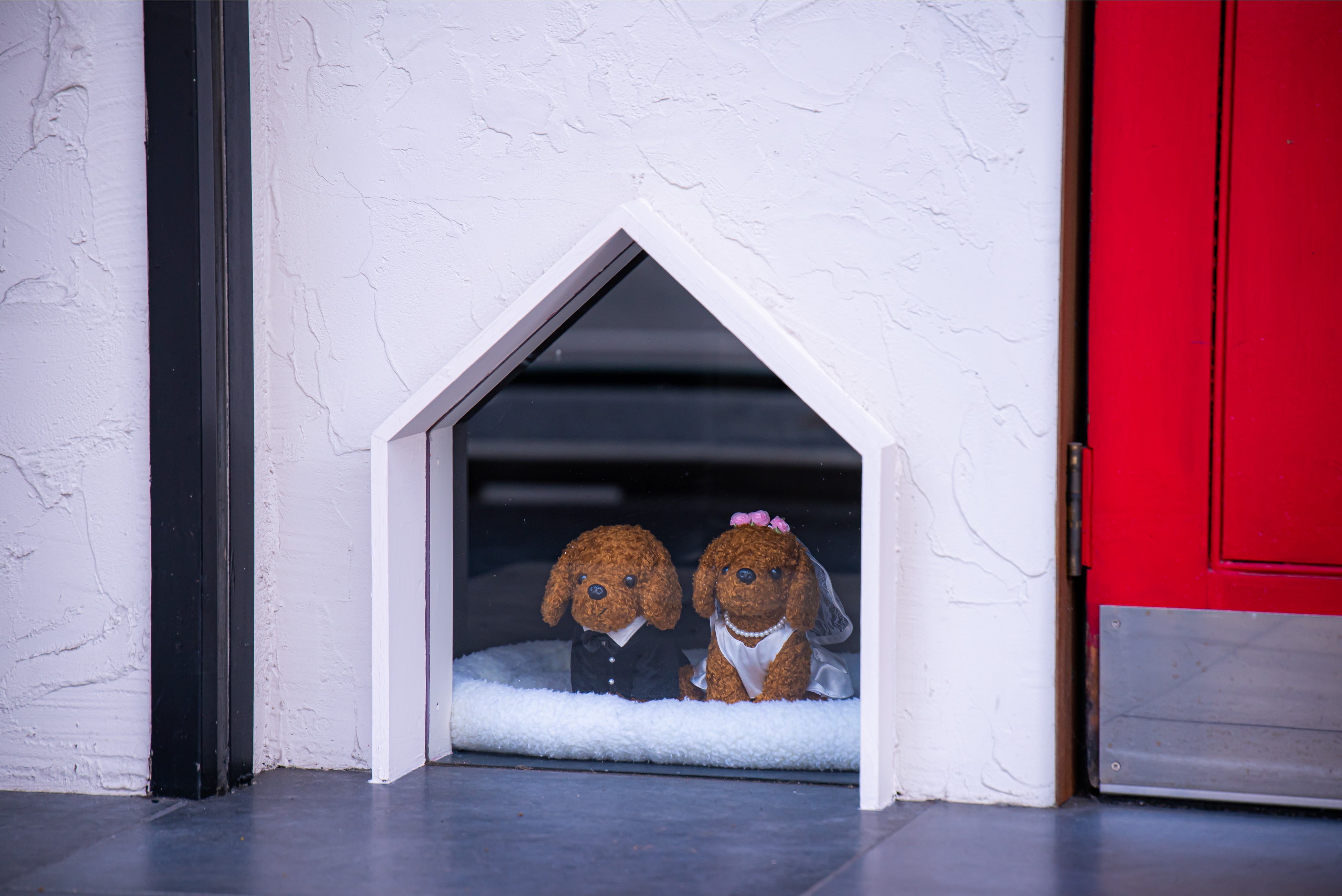 わんちゃん撮影スポット