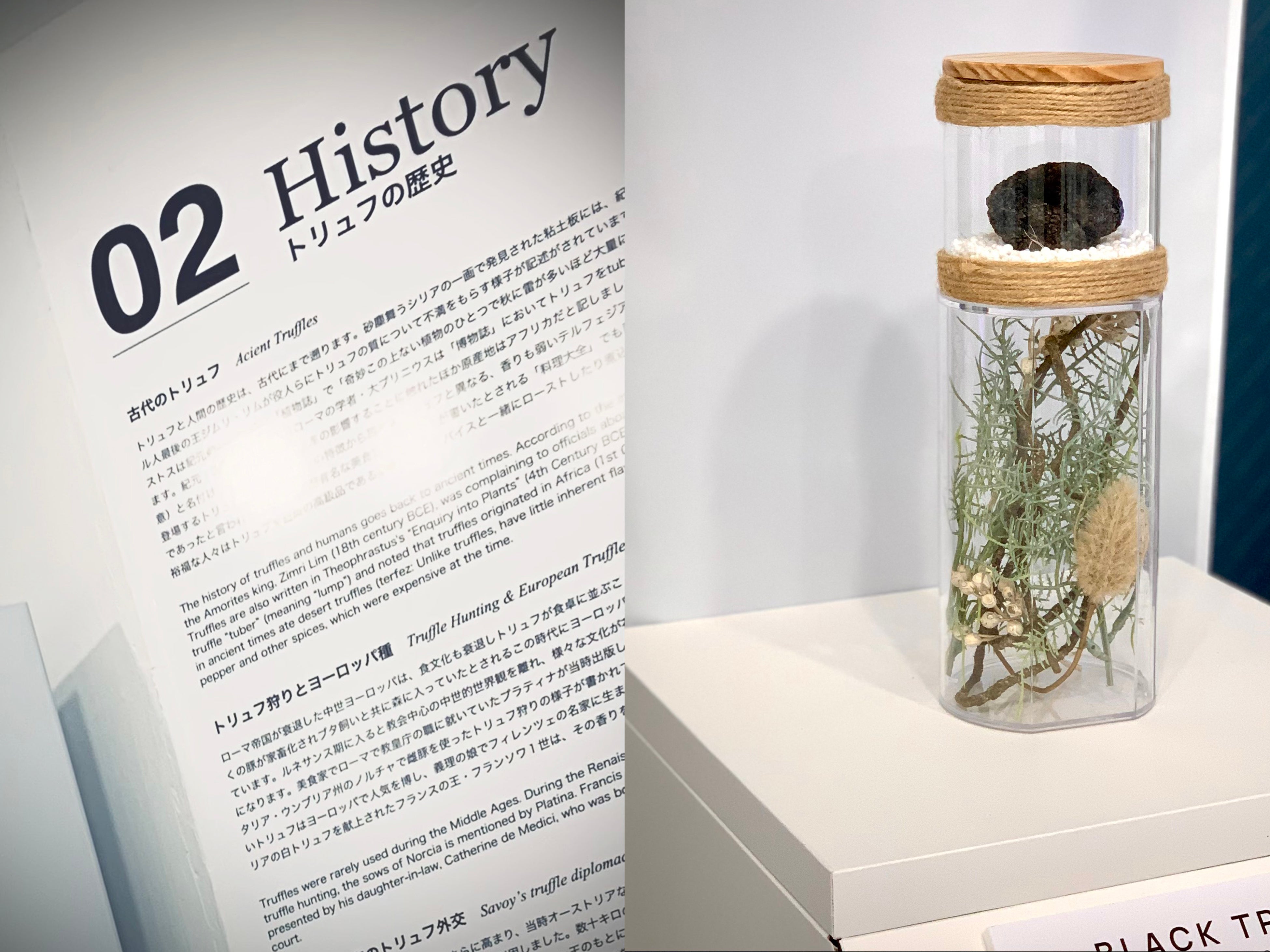 トリュフの歴史や標本も展示