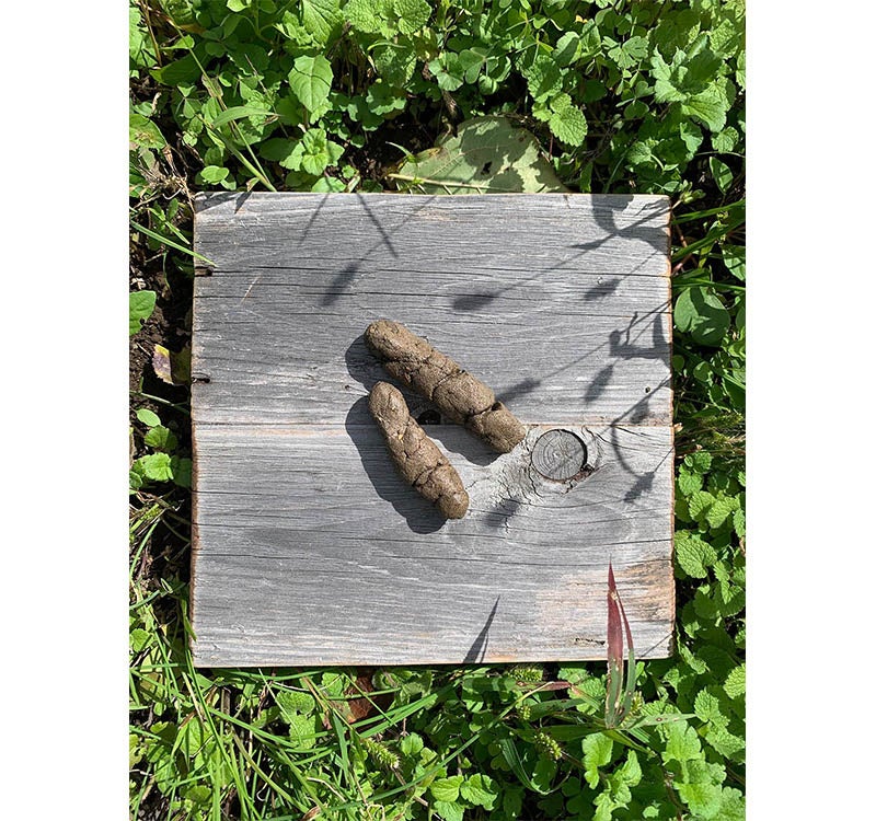 《動物の糞／アライグマ》