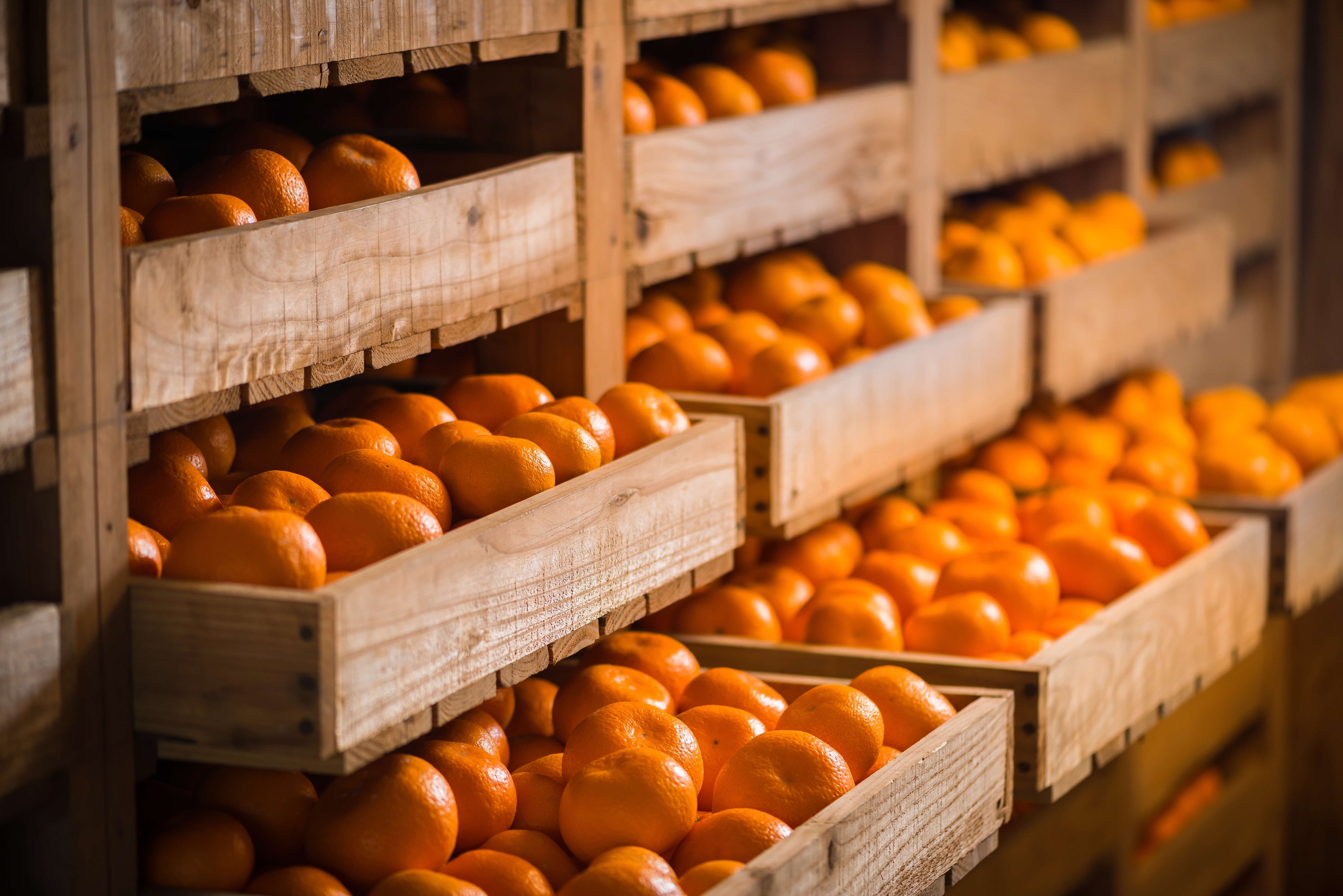 勝浦熟成みかん