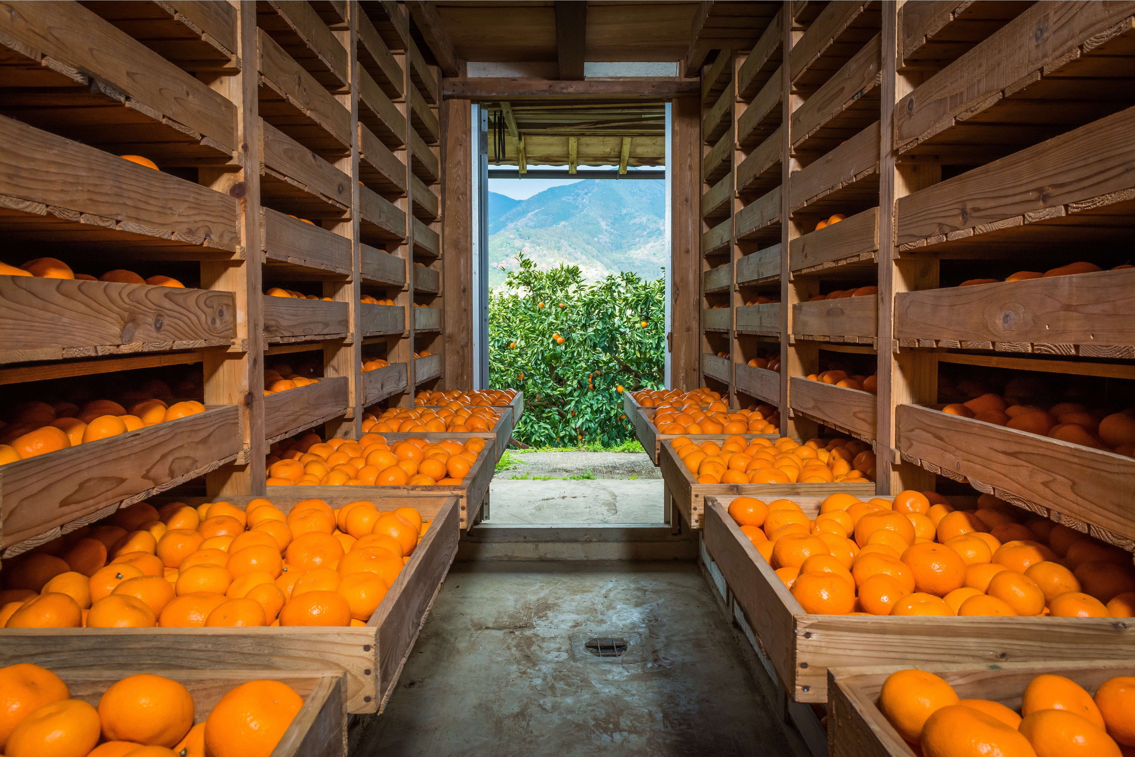 勝浦熟成みかん（貯蔵庫）