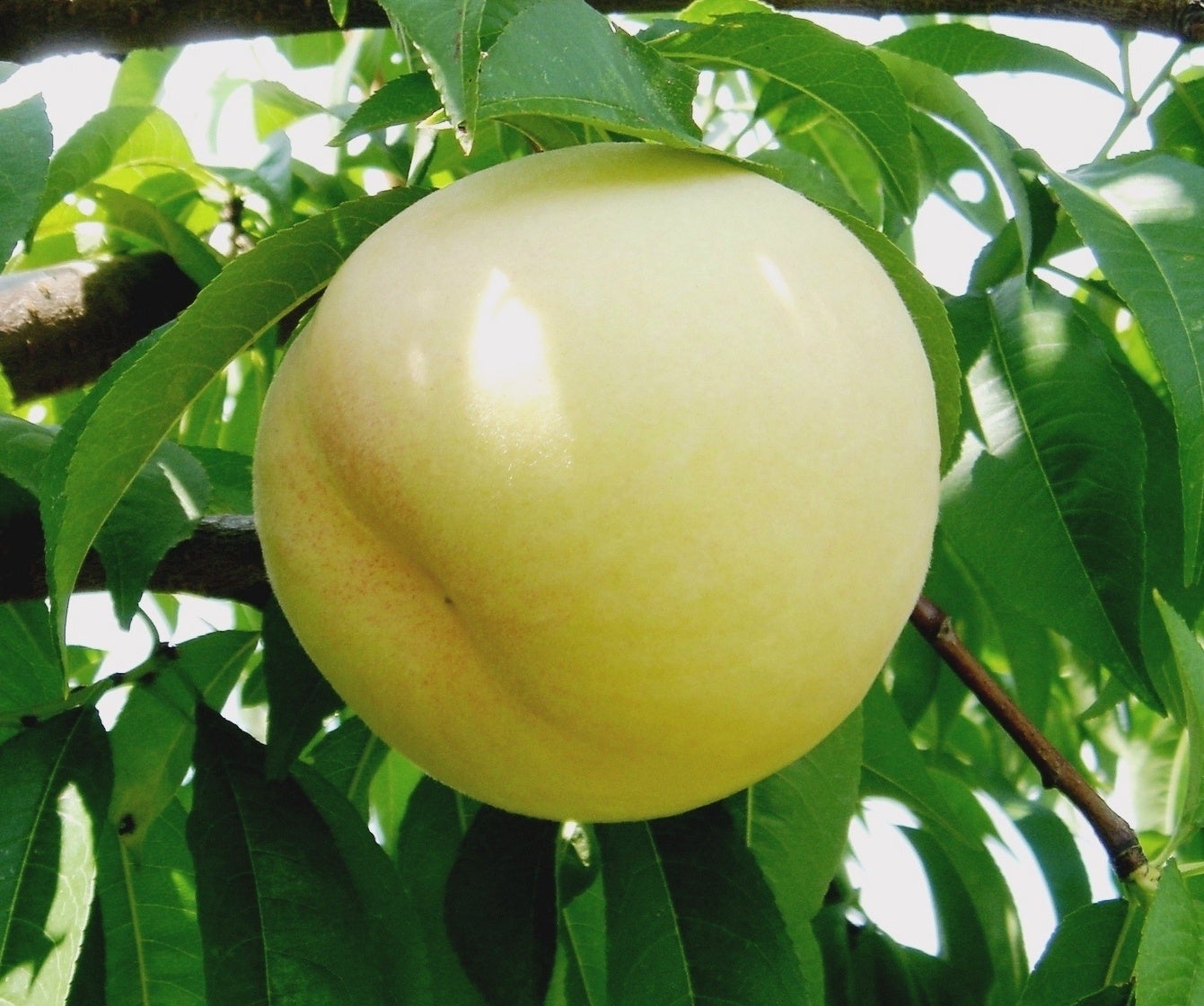 おかやま夢白桃