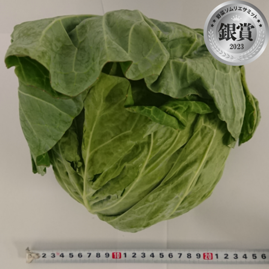 さらべつきゃべつ　（更別村道見農場／北海道河西郡更別村）