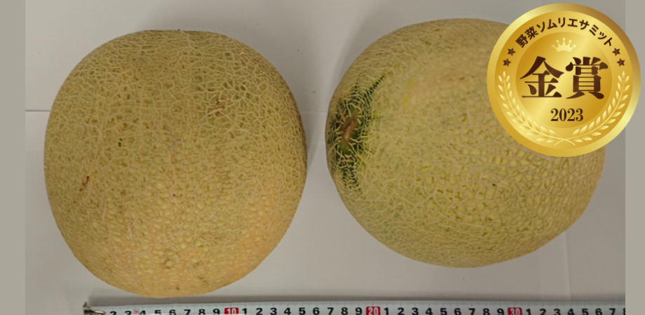 渥美半島産ロピアメロン　（水野農園／愛知県田原市）