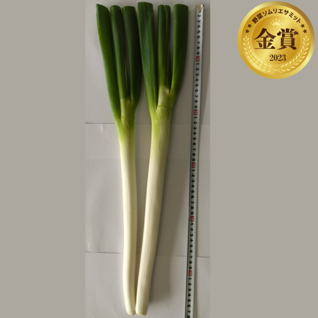 丸富ねぎ　&nbsp;&nbsp;（MKC農産／栃木県大田原市）