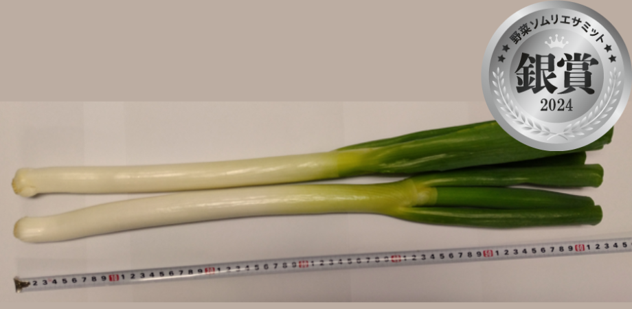 丸富ねぎ（MKC農産／栃木県大田原市）