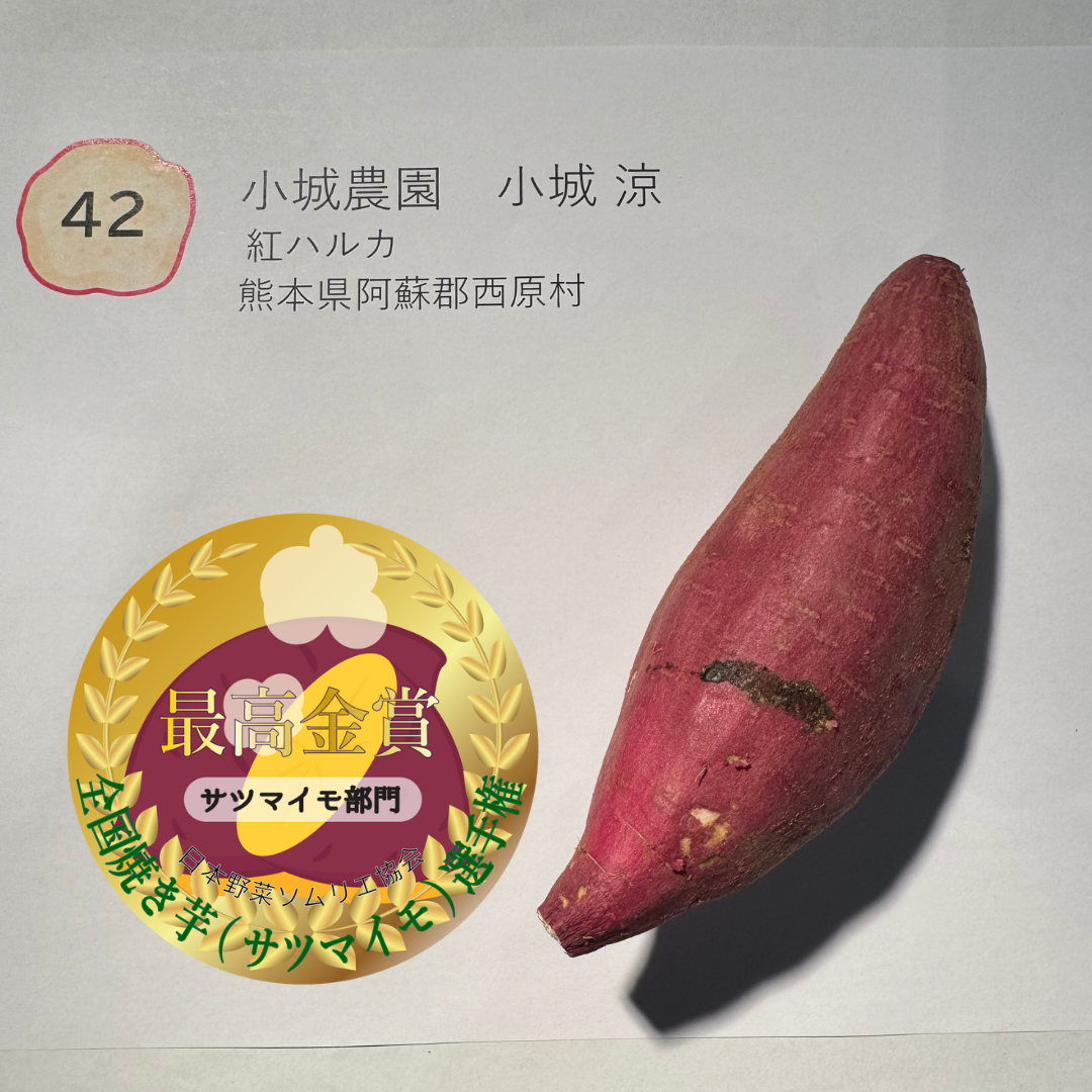 ≪最高金賞≫紅ハルカ　小城農園　小城 涼さん 熊本県阿蘇郡