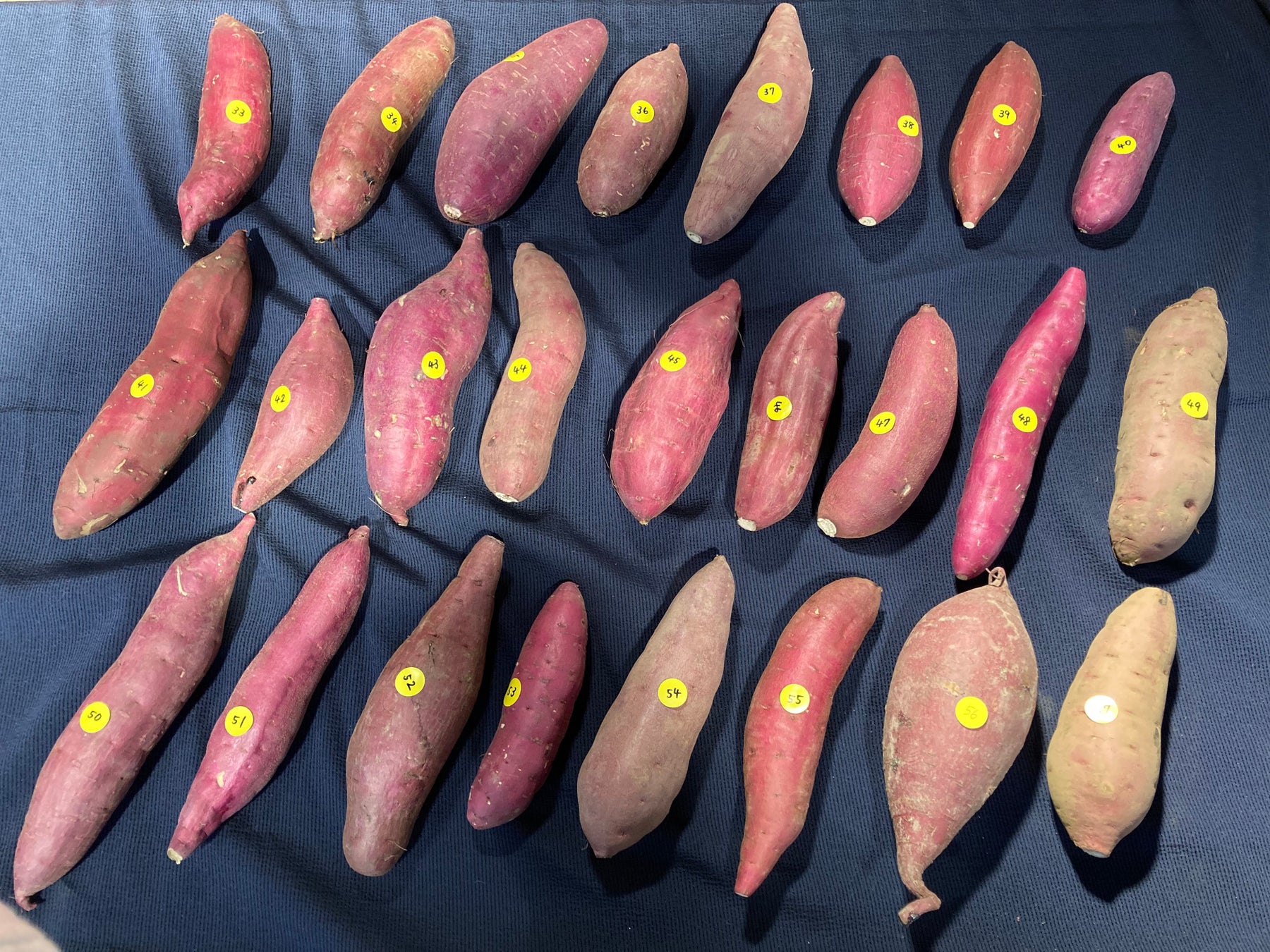 サツマイモ部門25品