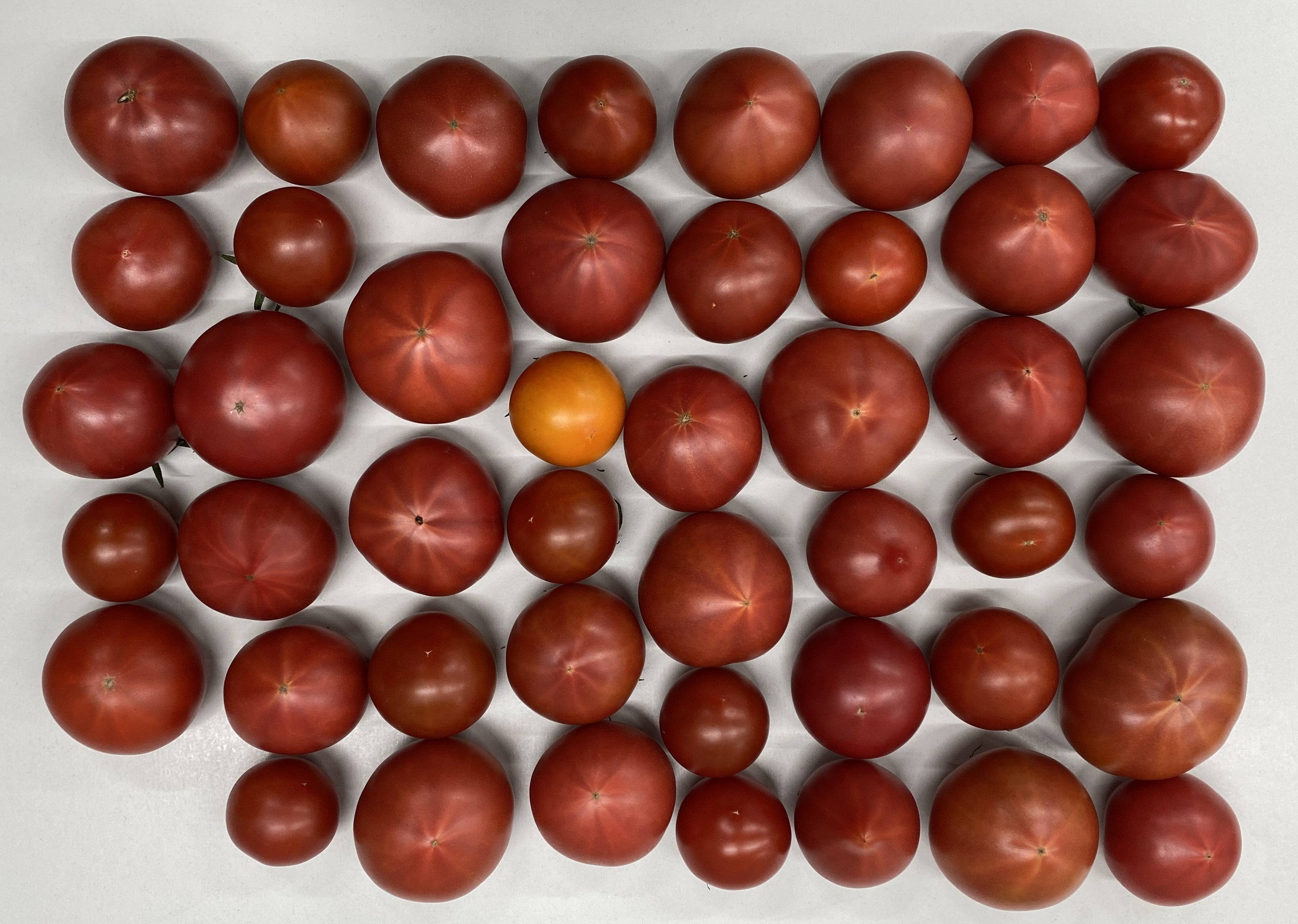 ≪第3回全国トマト選手権（ミディアム・ラージ）≫ミディアム部門は