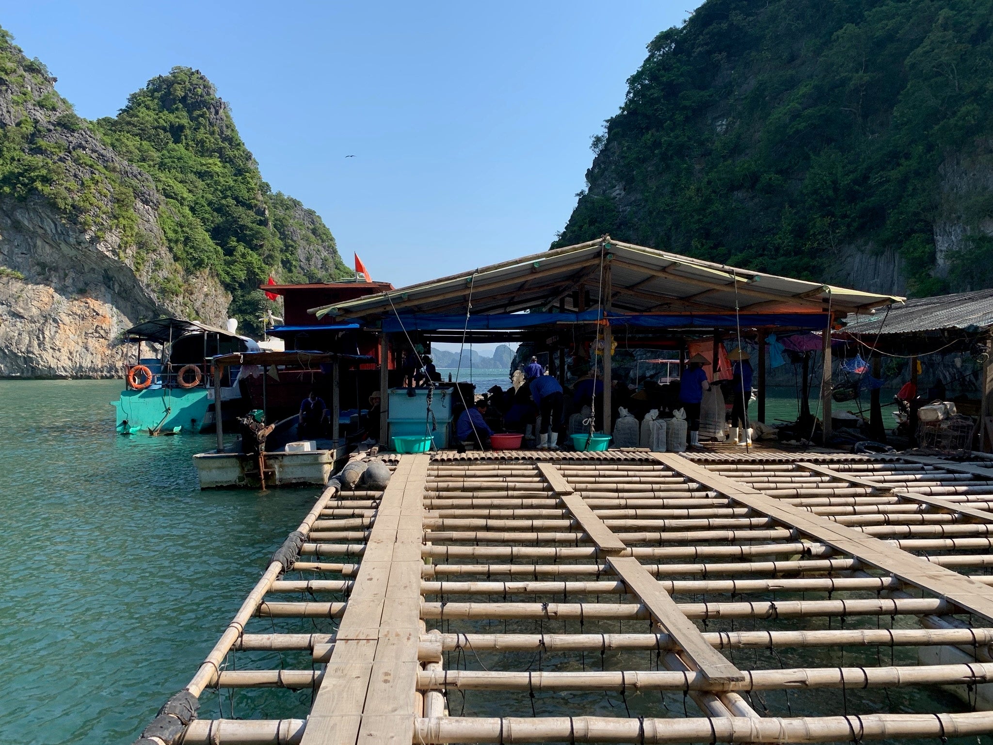 世界遺産にも登録されているハロン湾(ベトナム)の自社養殖所