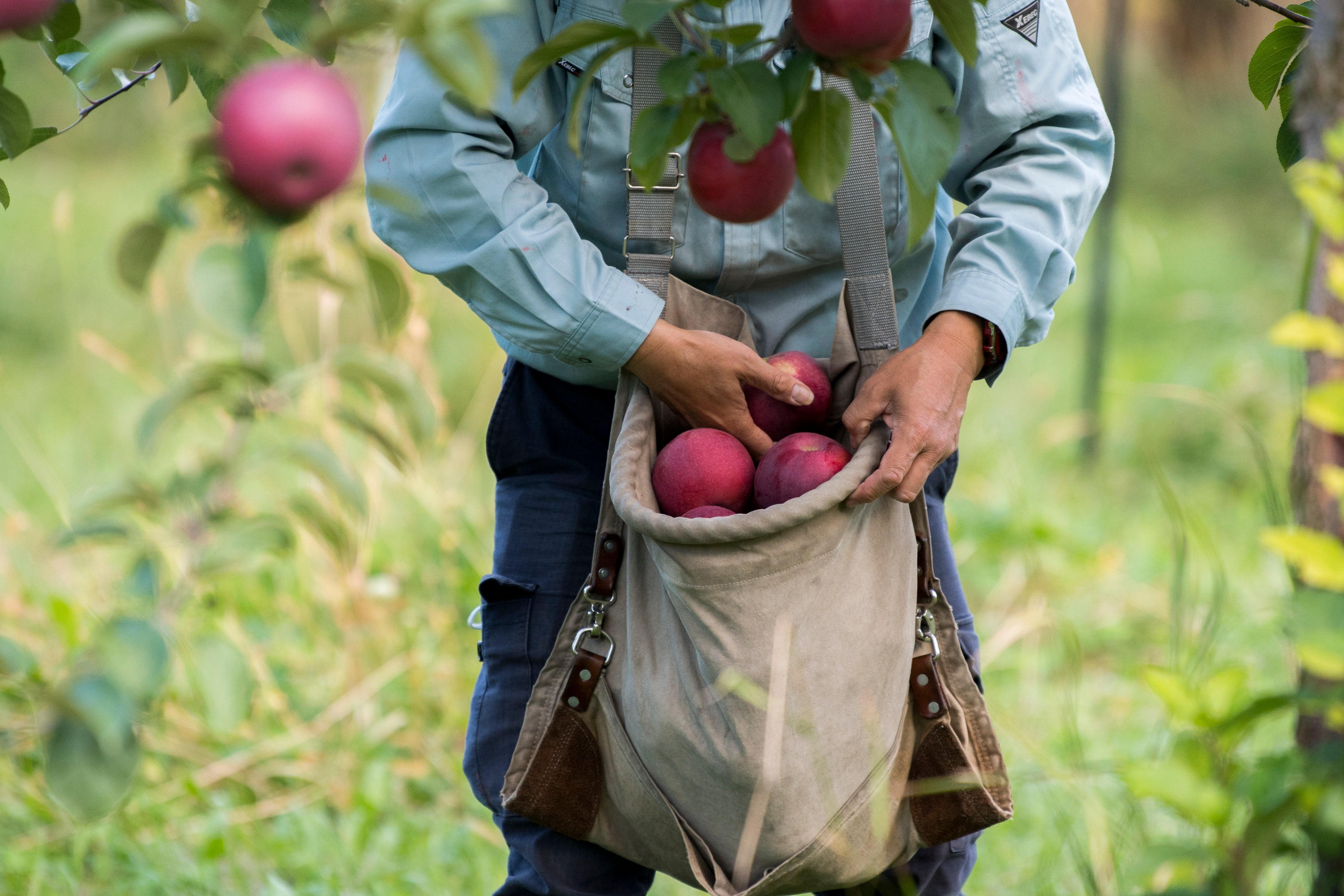 収穫はすべて手作業。旭を一つ一つもいでは、傷まぬよう丁寧に袋に詰めていく