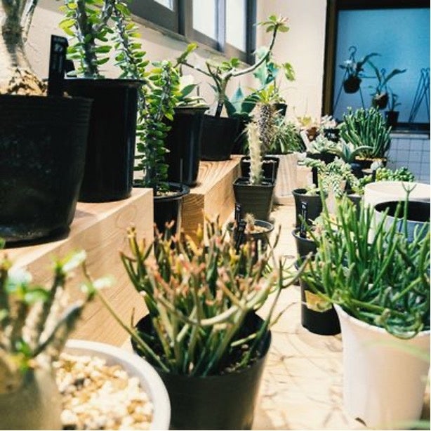 個性的な観葉植物