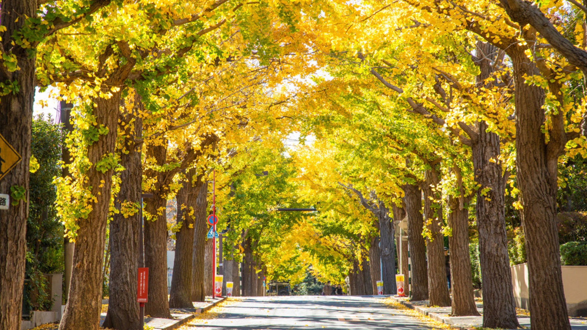 田園調布の街並み