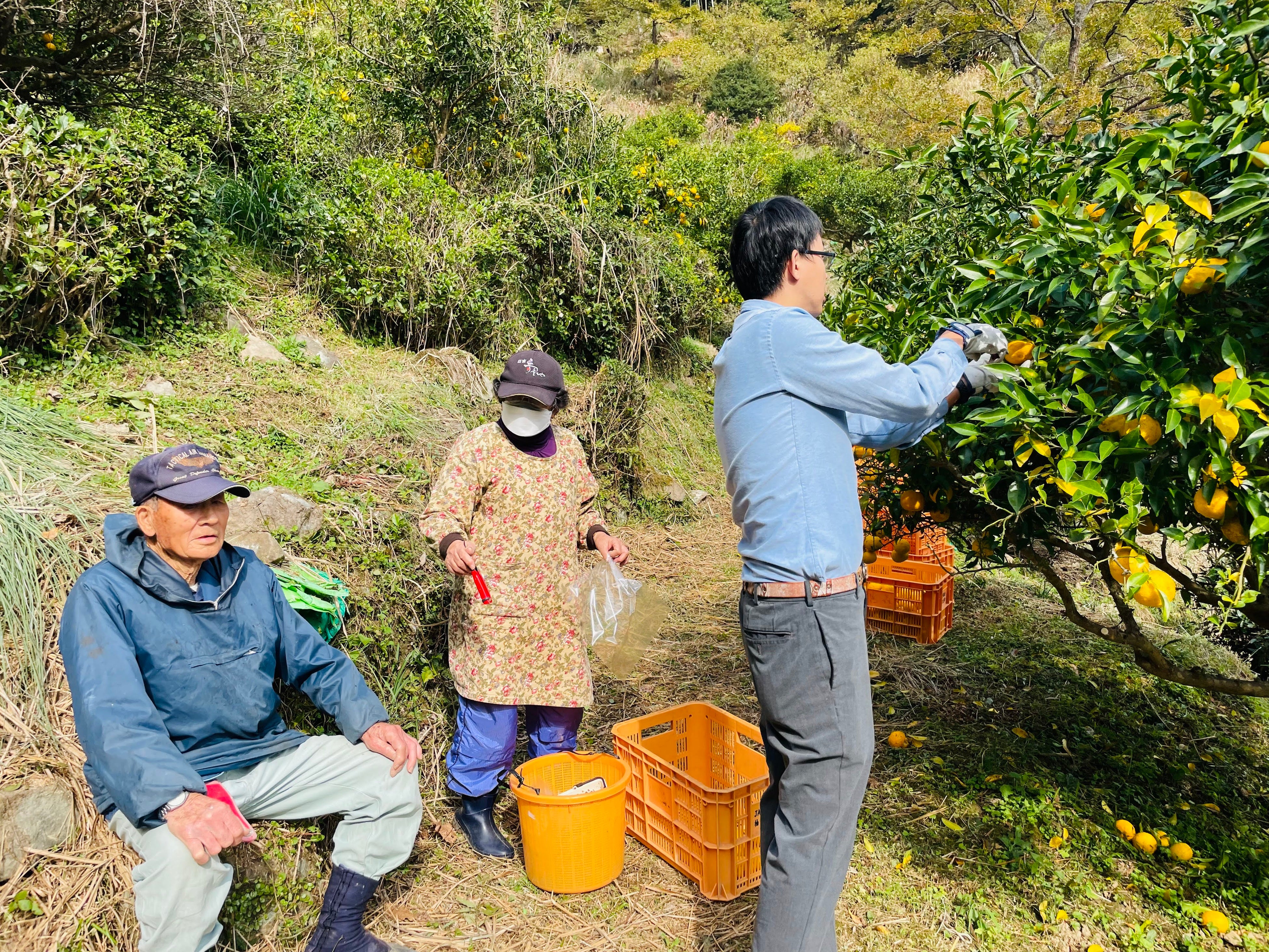 ゆず収穫体験2
