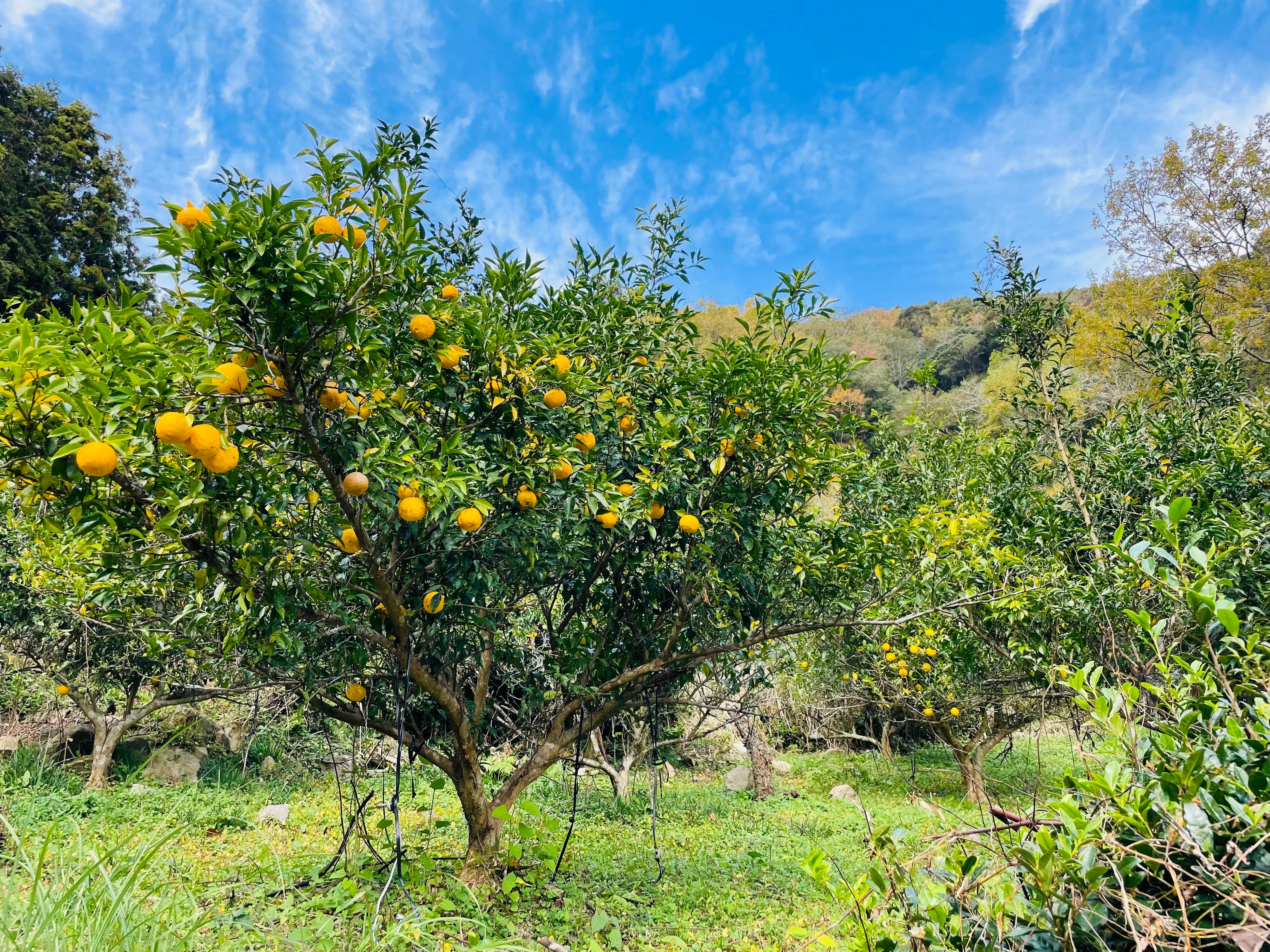 柚子園