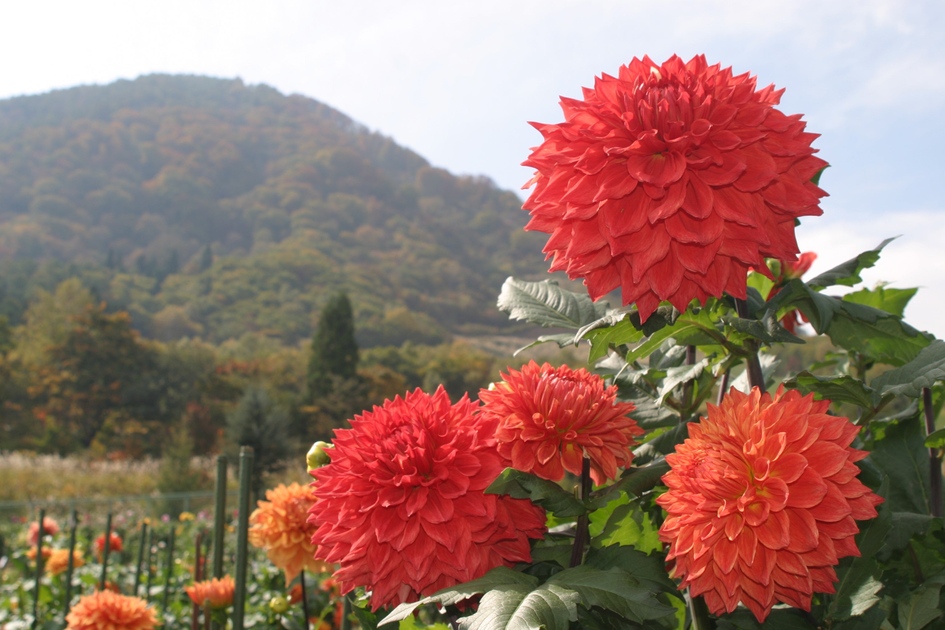 ３万本のダリアが咲くやまびこの丘公園