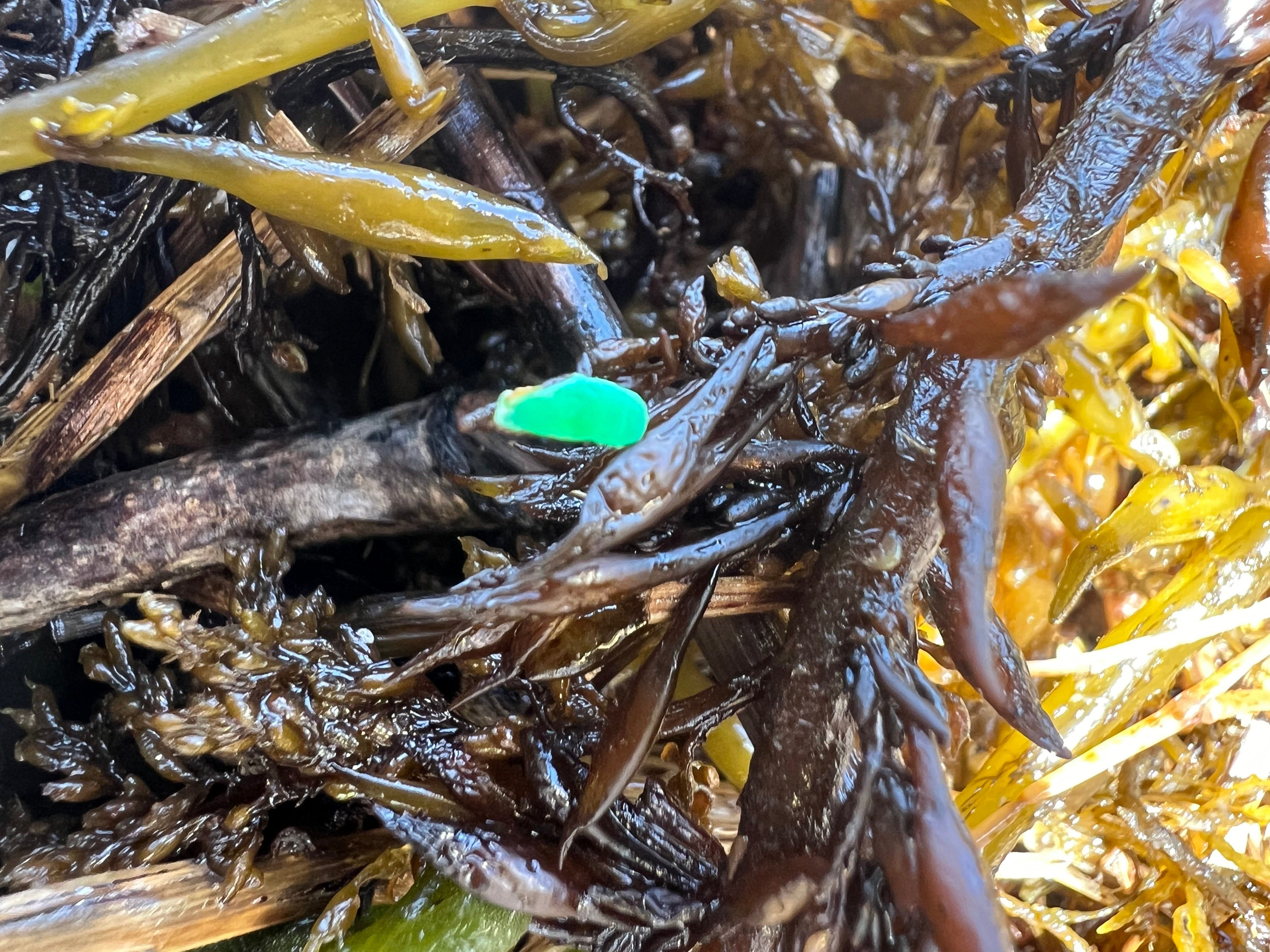 回収したマイクロプラスチック