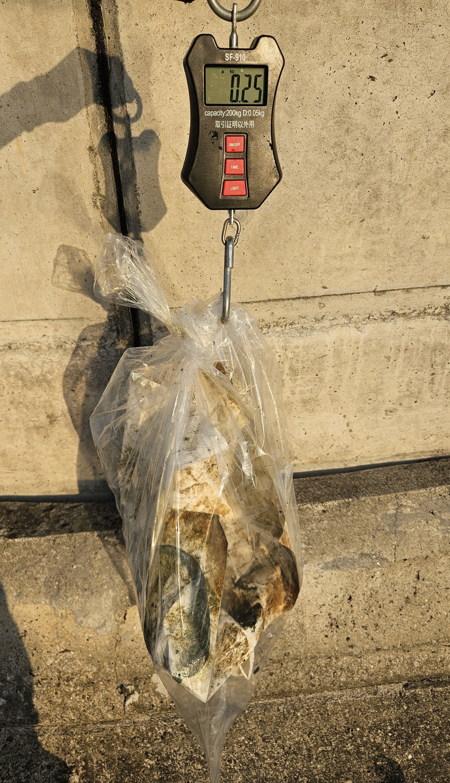 16：00 実験終了時の回収物