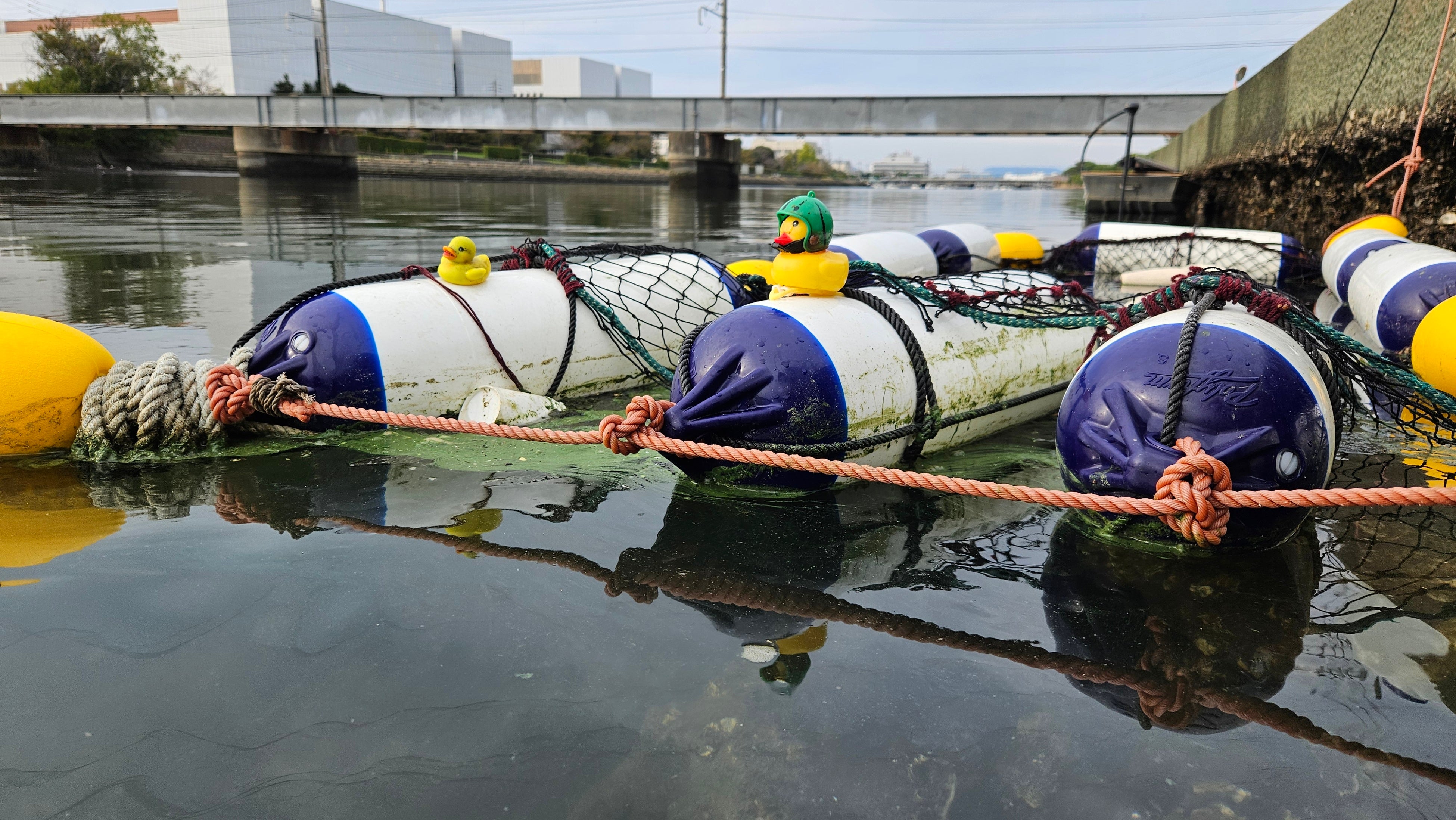 河川ごみを回収している様子を観察している小豆島で回収されたアヒルの家族