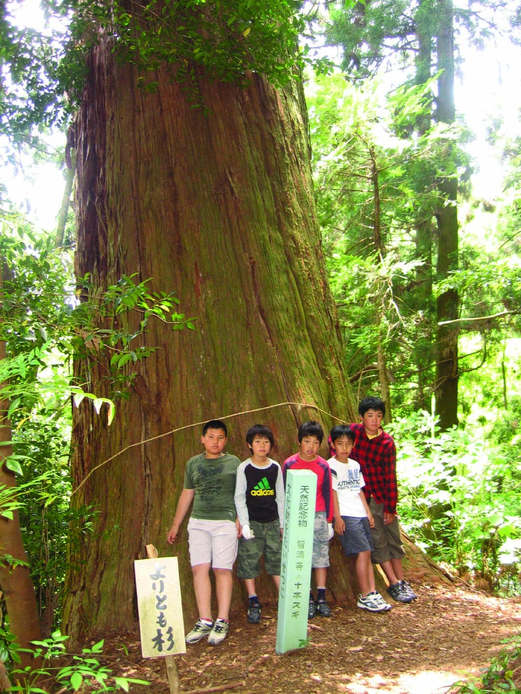 倒木前の頼朝杉