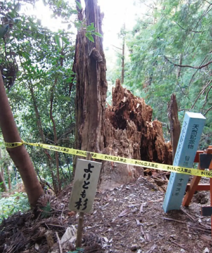 倒木した頼朝杉