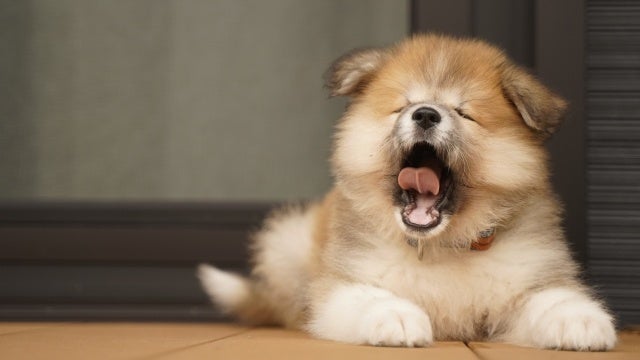 ペットが快適に過ごせる空気の管理にも