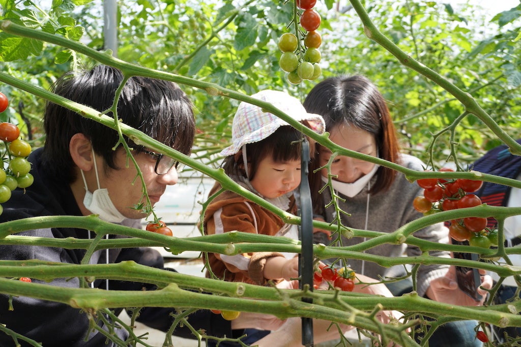 トマト収穫
