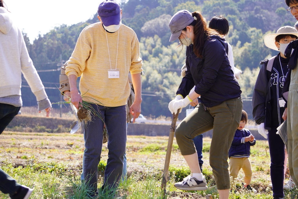収穫体験の様子